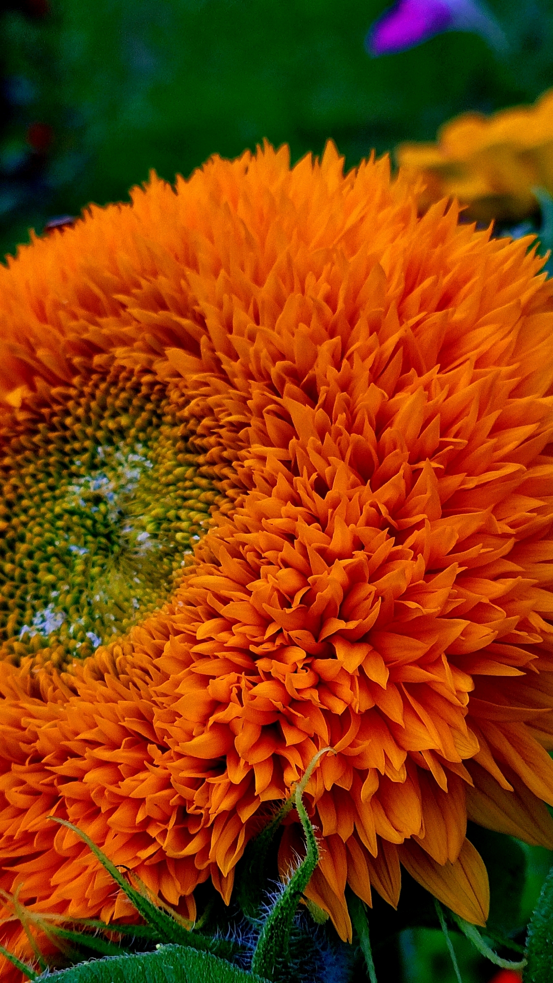 This is a macro photograph of a bright orange sunflower with many petals, taken up close. The sunflower dominates the frame, with its textured center showing a gradient from green to yellow. The petals are densely packed and point outwards, some curled. The background is a soft blur of green and dark colors, with hints of other flowers in shades of yellow and purple visible in the distance. The overall lighting is bright, highlighting the vibrant color of the sunflower. The image does not contain any information that would indicate its location in Vysokoe, Russia, or depict any people, actions, or interactions.
