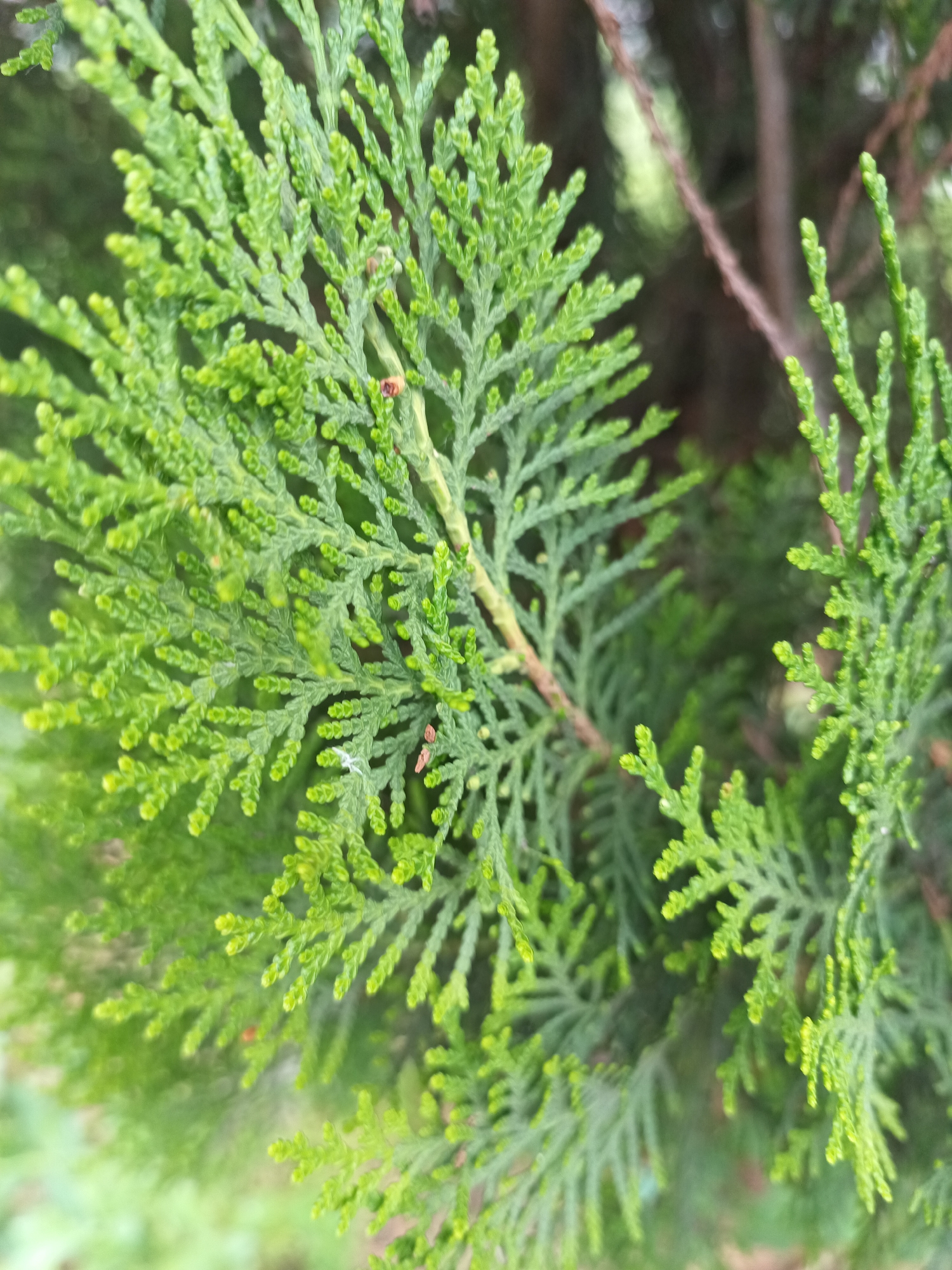 The image shows a close-up view of bright green conifer foliage. The leaves are small and scale-like, arranged in flattened sprays. The scene appears to be outdoors.