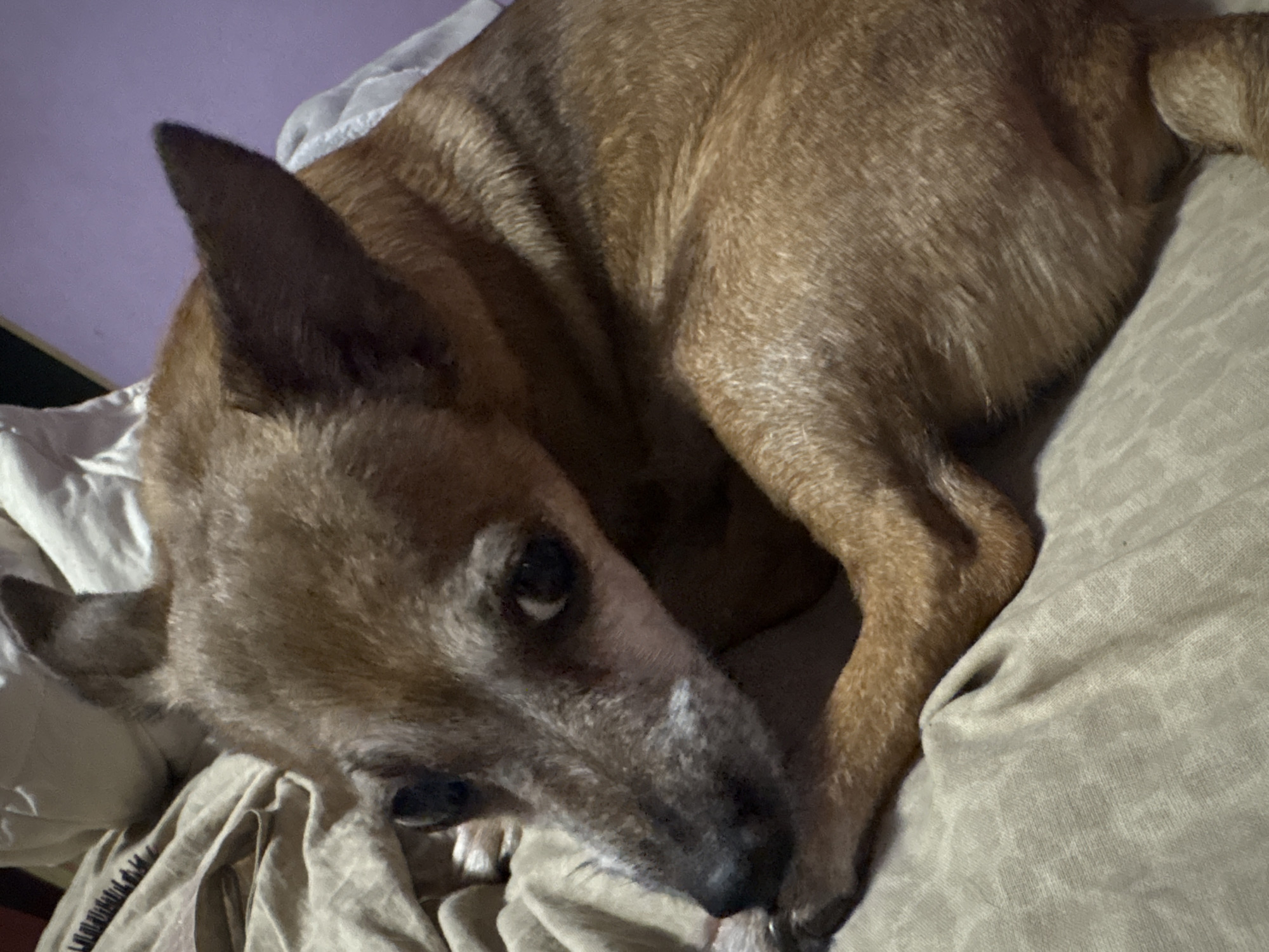 The image shows a close-up of a small, tan-colored dog with graying fur around its muzzle, lying on a textured, light brown surface that appears to be bedding. The dog's eyes are open, and it is looking towards the left of the frame. The background consists of crumpled white fabric and a soft purple-hued surface. The lighting suggests an indoor setting, possibly a bedroom. The location in Burgas, Bulgaria, is not discernible from the visual information provided in the image.