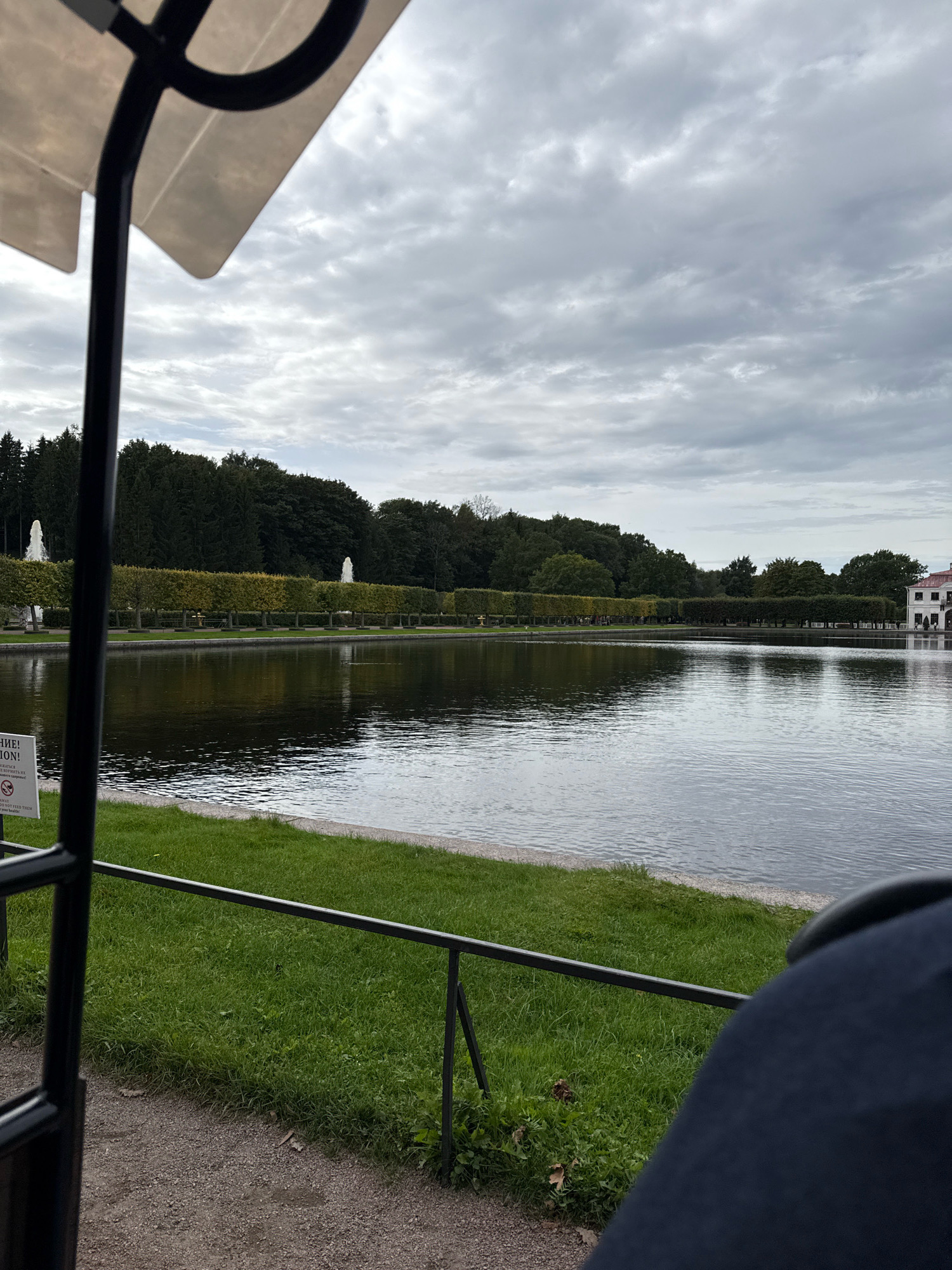 The image shows a view across a tranquil body of water, likely a canal or pond, in Peterhof, Russia. On the far side of the water, a manicured hedge row forms a distinct line, bordered by trees behind it. Several decorative white sculptures, possibly fountains, are visible against the dark green of the trees. To the right, a portion of a white building with red accents is visible. The sky above is overcast with gray clouds. In the foreground, a section of what appears to be a golf cart or similar vehicle is visible, including its canopy and framing. The immediate foreground consists of a gravel path and green grass, with a metal railing. A sign with text in Cyrillic is partially visible on the left.