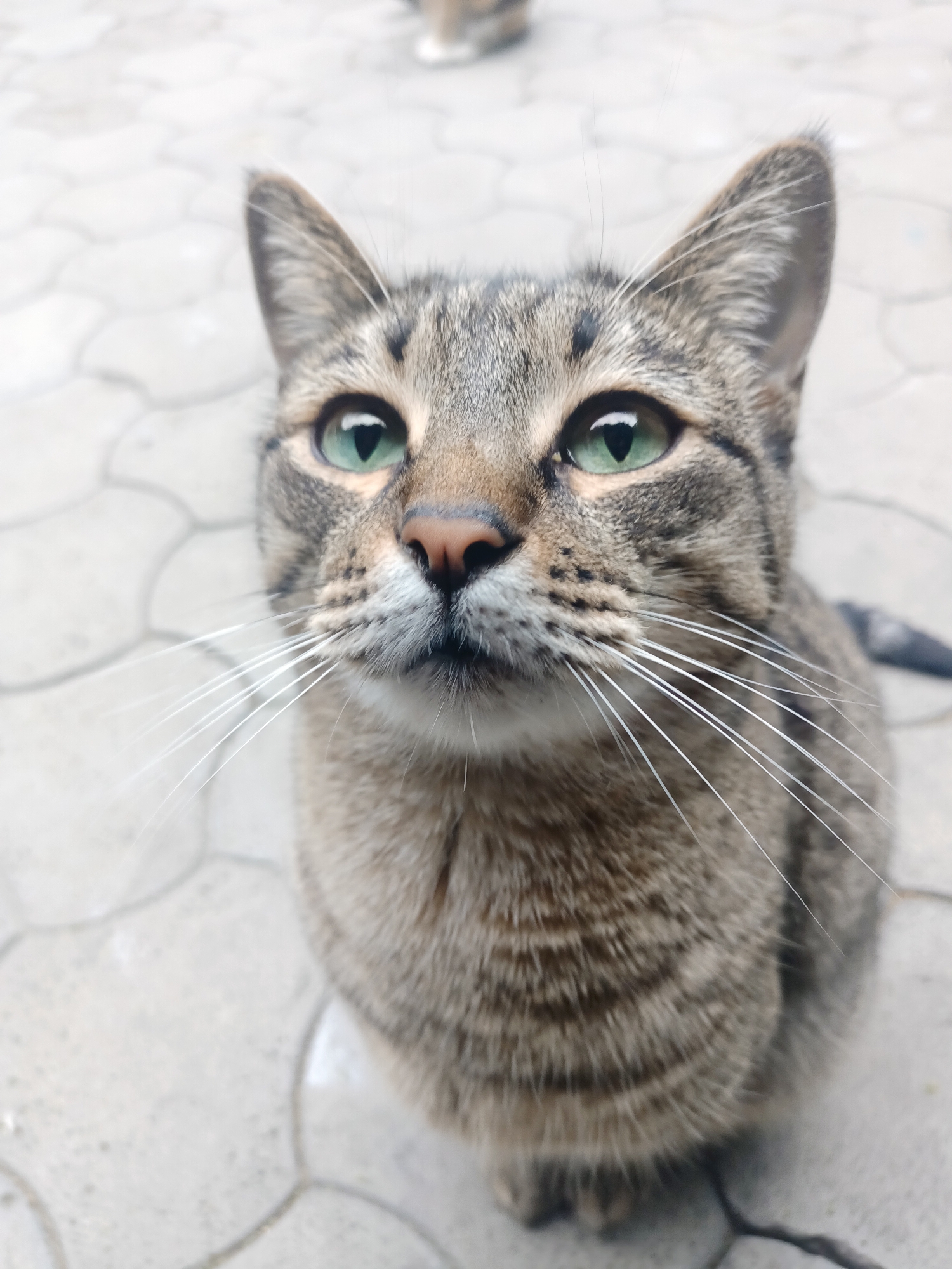 This image, taken in Almaty, Kazakhstan, depicts a domestic short-haired tabby cat with a prominent striped and spotted pattern in shades of brown, grey, and black. The cat features bright green eyes with vertical pupils, a pinkish-brown nose, and numerous long, white whiskers extending laterally from its muzzle. Its head is tilted slightly upwards, and its gaze is directed towards the upper left of the frame. The cat is seated outdoors on a light grey paved surface composed of interlocking hexagonal or octagonal stones. In the upper-center background, another blurry cat, appearing to have light brown and white fur, is partially visible. The overall scene is brightly lit, suggesting an outdoor daylight setting.
