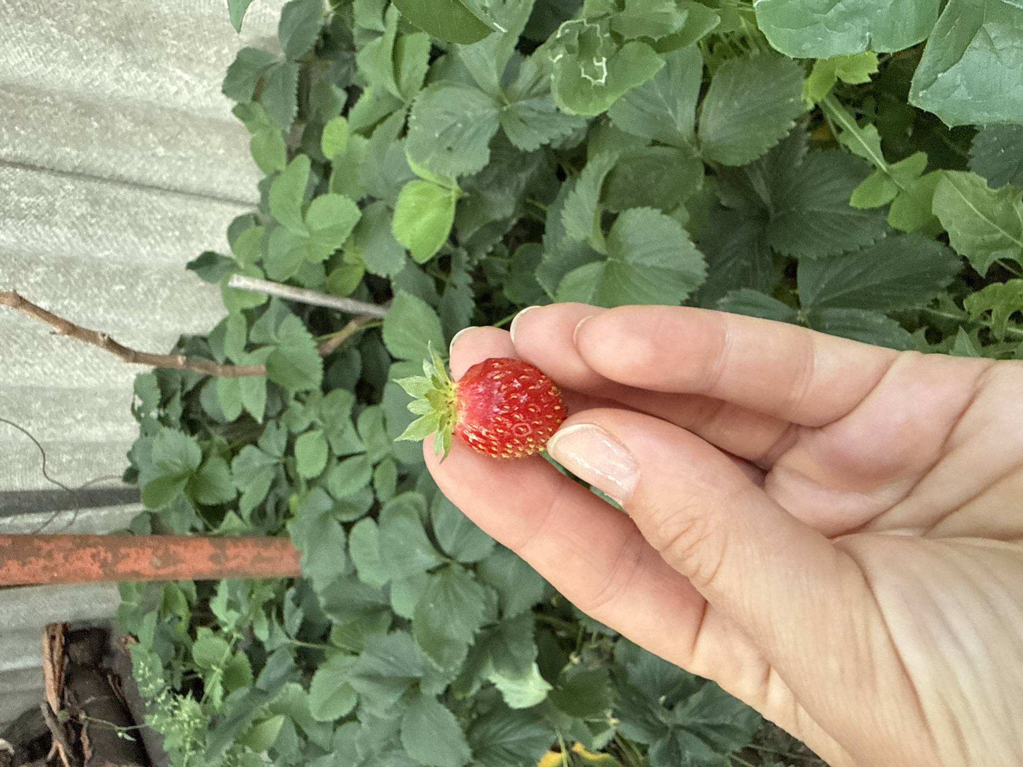 The scene, set in Uzhhorod, Ukraine, depicts a human hand holding a single ripe strawberry. The hand, exhibiting light skin tones with visible creases and a manicured index fingernail, grasps the small, conical, red strawberry between the thumb and index finger. The strawberry features prominent yellow achenes (seeds) and a green calyx. The background consists of dense green foliage, predominantly identifiable as strawberry plants, extending across the lower two-thirds of the image. Behind the foliage, a light gray, vertically corrugated sheet material, consistent with a fiber cement wall or fence, occupies the upper background. A weathered, reddish-brown vertical pole or stake is visible on the left side, partially obscured by the plants, along with thinner, bare branches and sticks. The lighting is natural and even, suggesting an outdoor environment.