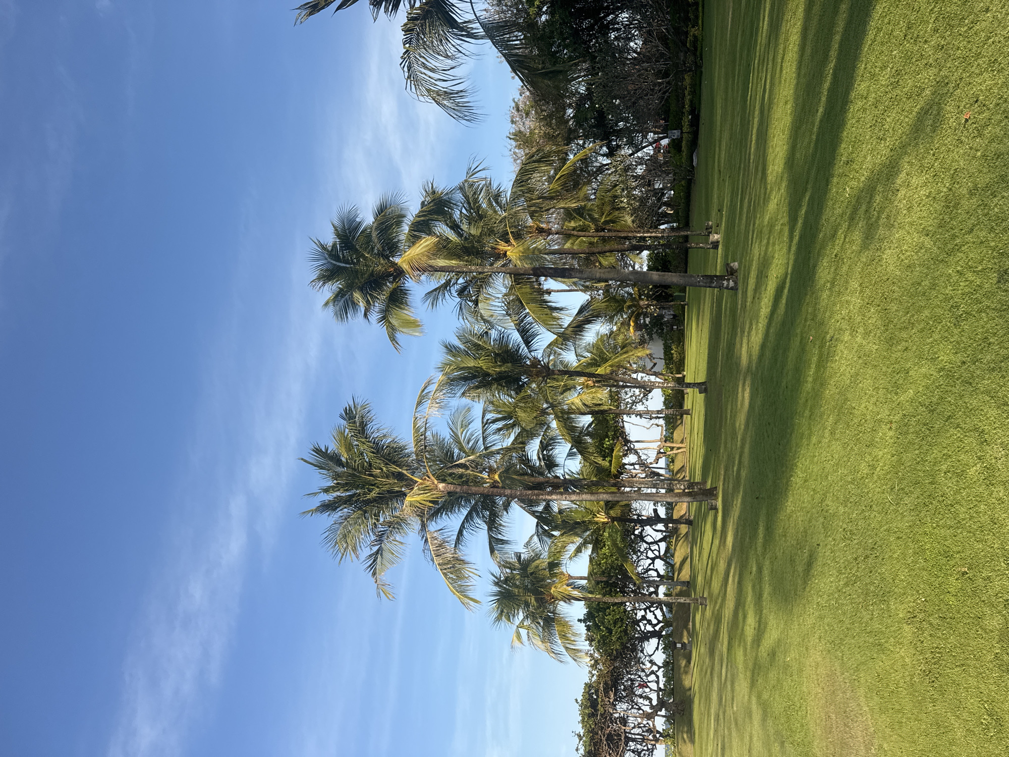 This image depicts a sunny day in Kuta Selatan, Indonesia, with a clear blue sky and scattered wispy clouds. The scene is dominated by lush green grass, likely a well-maintained lawn or golf course, stretching across the frame. A line of mature palm trees stands prominently in the mid-ground, their fronds casting long shadows onto the grass, indicating the sun is high in the sky, possibly late morning or early afternoon.
The palm trees, with their tall, slender trunks and characteristic leafy crowns, are the primary subject. Their leaves are a vibrant green, catching the sunlight. Behind the palm trees, a dense line of other trees and foliage creates a natural border. Some of these trees have intricate, gnarled branches, adding a textural contrast to the smooth green grass and palm fronds.
In the distance, hints of structures or perhaps more distant vegetation can be seen, but they are not clearly defined. The overall impression is one of a serene and tropical environment. There are no people or obvious objects in the foreground or mid-ground. The lighting suggests a bright, clear day, conducive to outdoor activities. The location cue "Kuta Selatan, Indonesia" points to a coastal or island setting, typical of such landscapes. No visible text is present in the image.