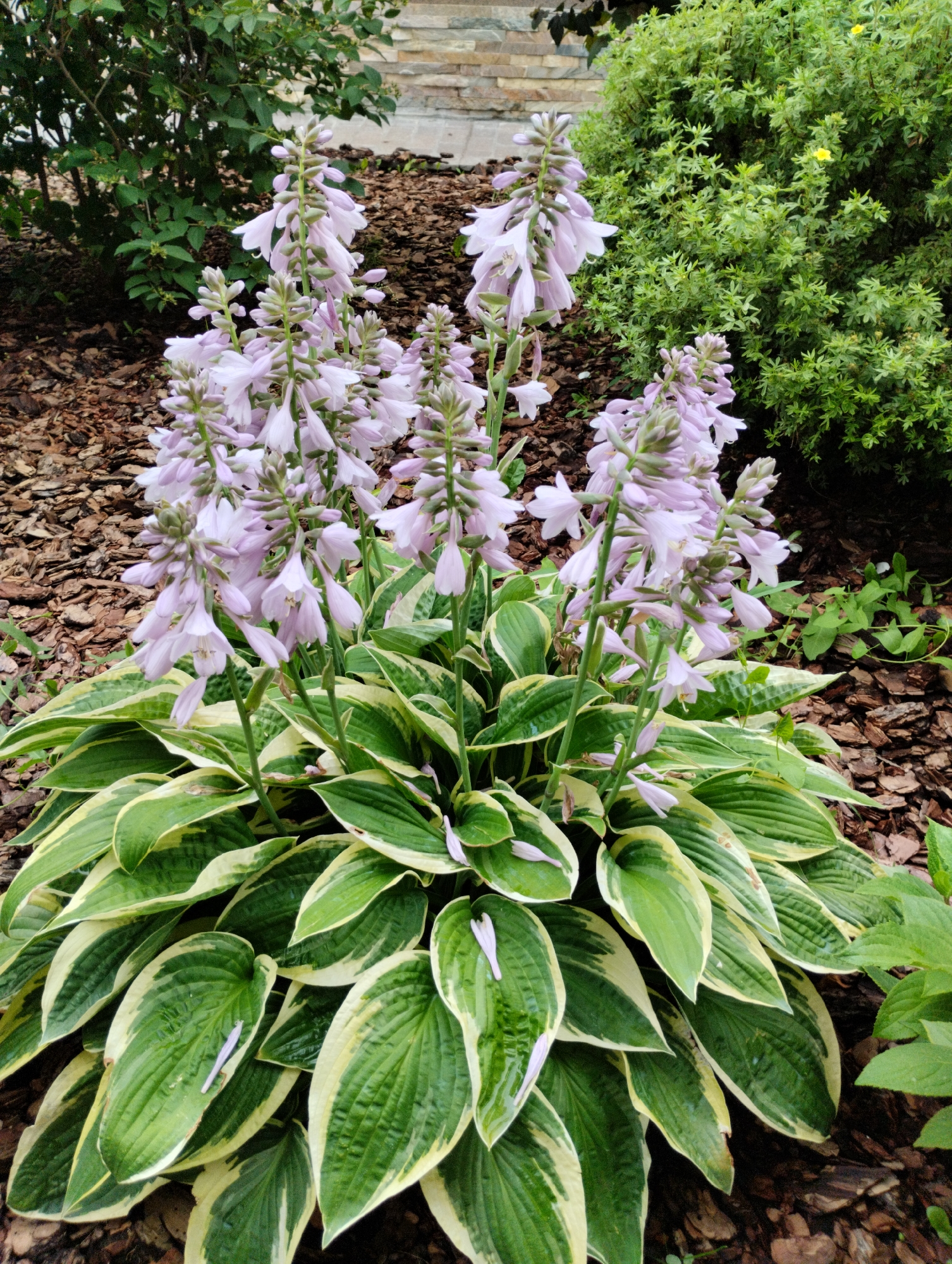 A medium shot captures a flowering hosta plant with variegated green and cream leaves and tall, slender stalks of pale lavender bell-shaped flowers. The hosta is positioned in the foreground, nestled amongst wood chip mulch. Behind the hosta, to the left, is a dark green shrub, and to the right, a bush with smaller, bright green leaves and a few yellow flowers. In the background, a stone pathway is visible, and beyond that, more greenery and a stone wall. The scene appears to be an outdoor garden setting, possibly in a city park or residential area in Kostanay, Kazakhstan, given the context provided. There are no people or animals visible in the image. The lighting suggests it is daytime, possibly overcast due to the soft shadows.