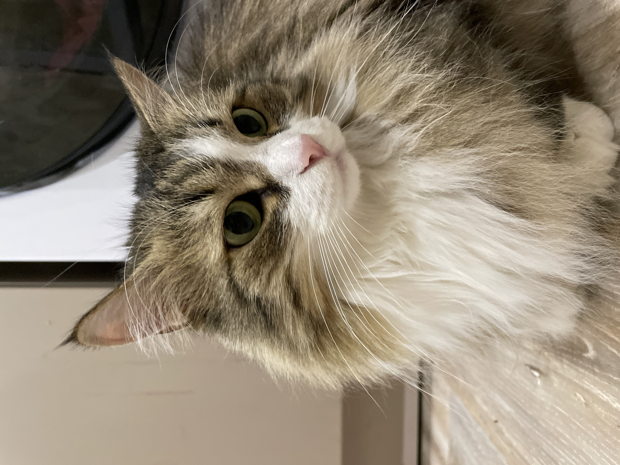 A close-up, indoor shot features a fluffy cat with brown and white fur. The cat's face is tilted towards the viewer, showcasing its green eyes, pink nose, and long white whiskers. A black object is visible in the background on the left, appearing out of focus. The environment includes light-colored surfaces, likely a table or shelf. There is no indication that the image was taken in Izhevsk, Russia.