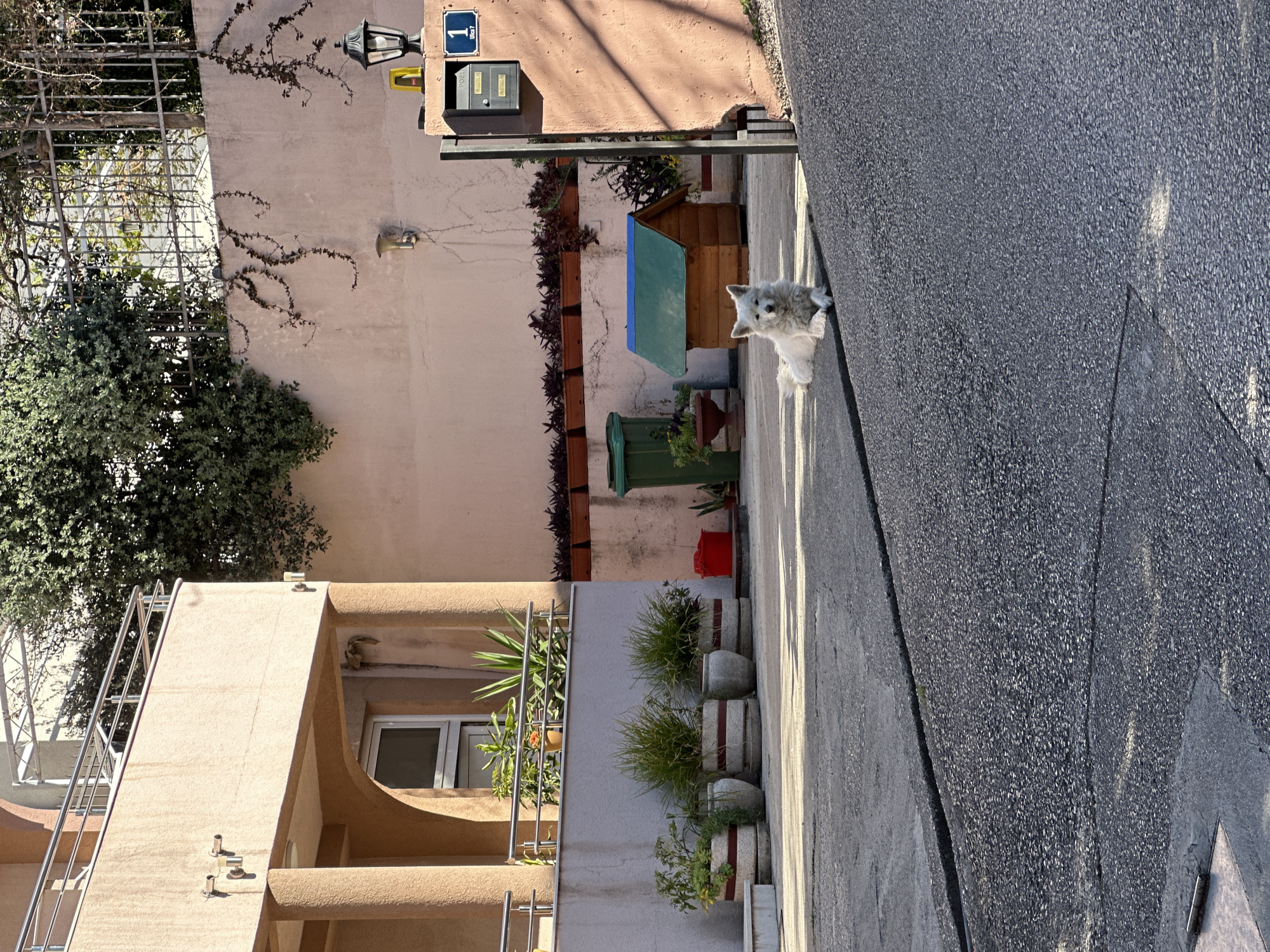 A street scene in Bar, Montenegro shows a light-grey, shaggy dog sitting on a concrete sidewalk with an asphalt street to its right. The dog is facing the viewer. Behind the dog, a small wooden dog house with a blue and green roof is partially visible. Adjacent to the dog house, planters are affixed to the wall, containing purple foliage. A green garbage bin sits below the planters. Further back, a beige building facade is visible, with trailing vines and a hanging street sign and lamp post. A second building with a beige, curved facade is seen to the left of the frame, with greenery and a metal ladder on the balcony. Potted plants with green foliage line the sidewalk.