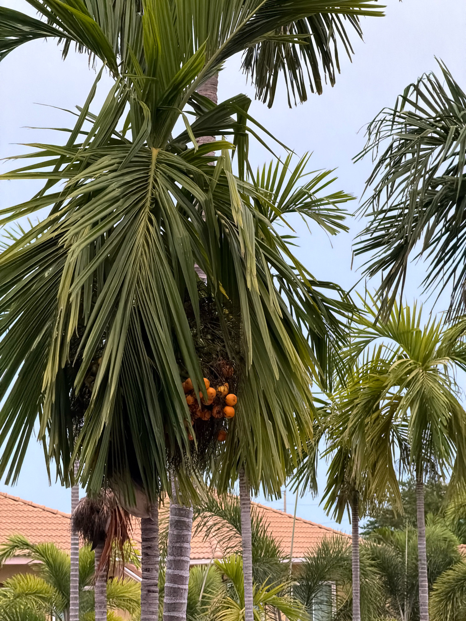 In Hua Hin City Municipality, Thailand, a cluster of mature palm trees bearing orange fruits dominates the frame. The fronds are a vibrant green, some appearing slightly tattered, while others are lush and full. The trunks of the palm trees are textured and grey, with visible rings. In the background, terracotta-tiled roofs of houses are visible, suggesting a residential area. The sky is overcast, casting a soft, diffused light on the scene. The overall impression is one of lush tropical foliage against a backdrop of typical Thai architecture.