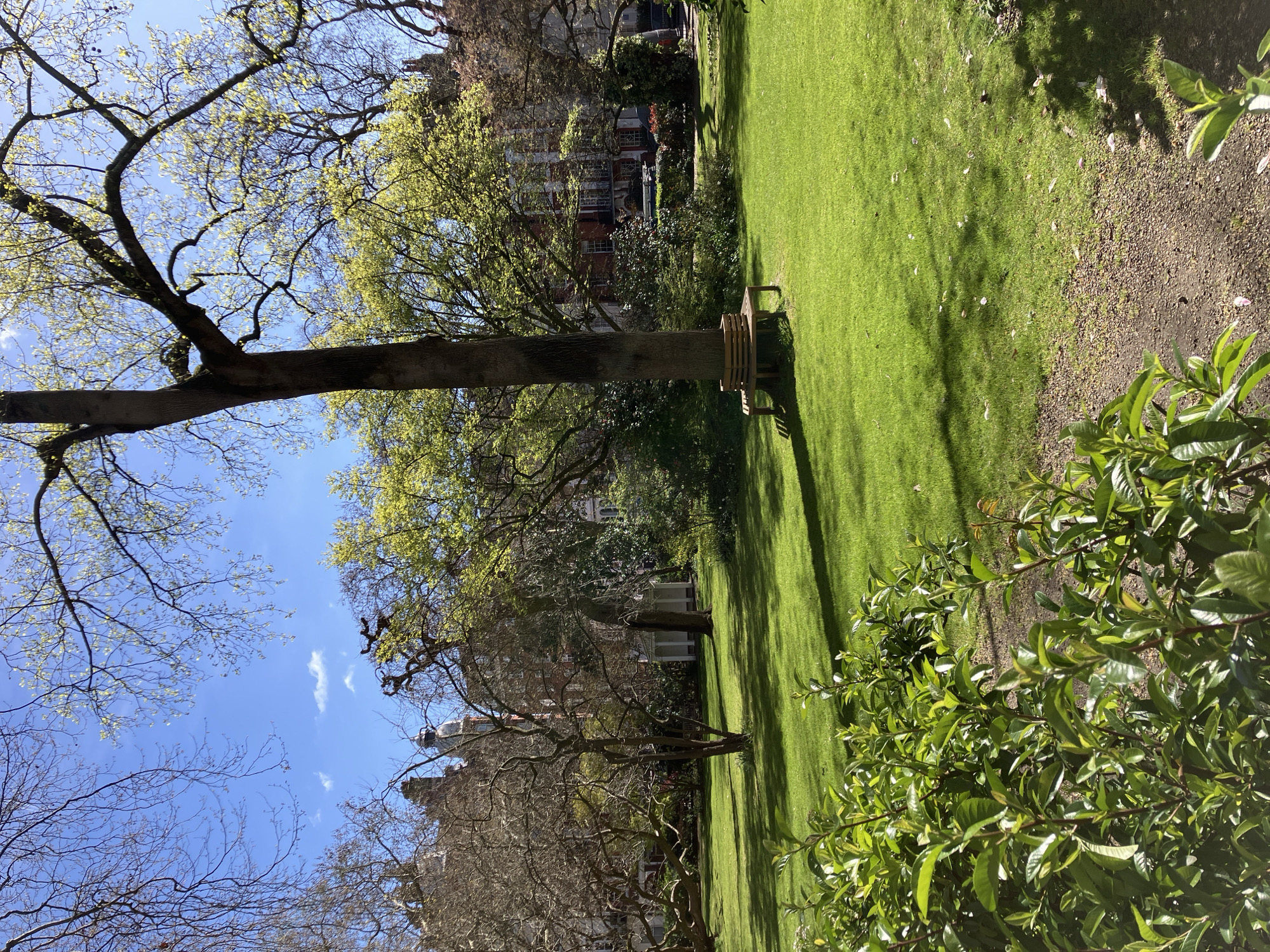 The image depicts a sunlit urban garden square, identified as Portman Square in London, United Kingdom, during early to mid-spring. The foreground features vibrant green shrubs with new growth bordering a gravel path on the lower left. The midground is dominated by a meticulously maintained, expansive green lawn, interspersed with mature deciduous trees. A prominent tree trunk stands centrally on the right, encircled by a light-colored wooden circular bench casting a distinct shadow on the grass. Another traditional wooden park bench is visible further back under a different tree. Trees exhibit varying stages of leaf development, with some still bare and others displaying fresh, light green foliage. In the background, several multi-story red-brick and light-colored stone buildings, characteristic of London architecture, frame the square. One notable building, partially obscured by tree branches, features a distinctive grey dome or cupola atop its roofline. A glimpse of a street with a parked vehicle is visible on the far right behind a hedge and railings. The sky is clear blue with minimal scattered white clouds. No individuals are present in the scene. The overall lighting suggests a bright, sunny day, with strong shadows indicating a high sun angle.