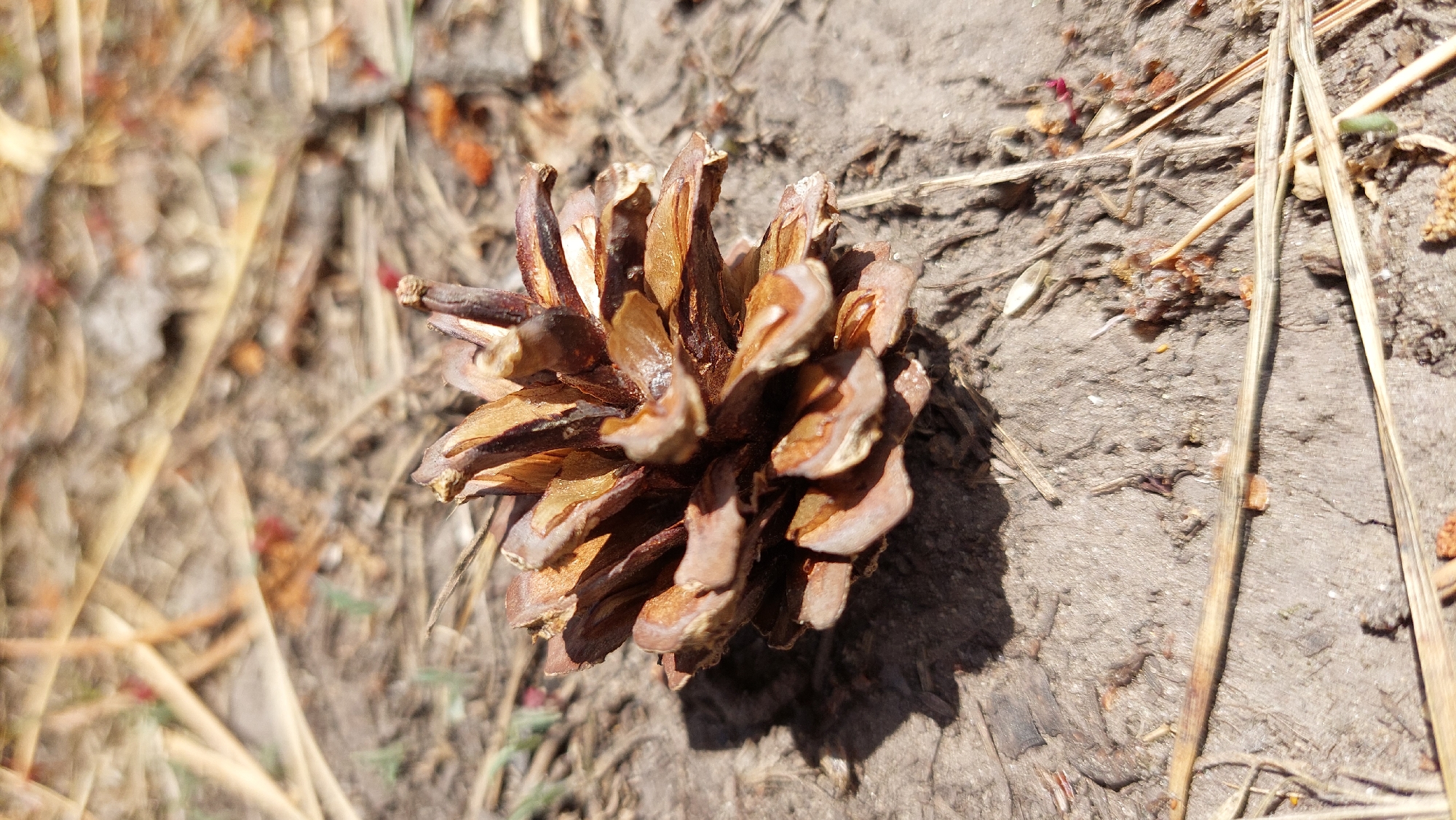 A solitary pine cone rests on dry, earthy ground under bright sunlight. The pine cone, positioned slightly right of the center, is predominantly brown and light tan, with its scales partially splayed open, revealing lighter interior sections. A distinct, dark shadow is cast by the pine cone onto the ground, indicating a clear, sunny day, likely during the mid-morning or early afternoon.
The ground consists of dry soil or dirt, scattered with numerous dried pine needles, thin blades of dry grass, and small pieces of natural debris, such as tiny leaves and pebbles. The background, particularly in the upper left, is softly blurred, showing muted tones of brown, tan, and hints of red and green from distant vegetation or ground cover, creating a shallow depth of field that keeps the pine cone in sharp focus.
There are no people or animals visible, and no specific activity is taking place, presenting a still-life scene from a natural outdoor environment. No discernible text is present in the image.