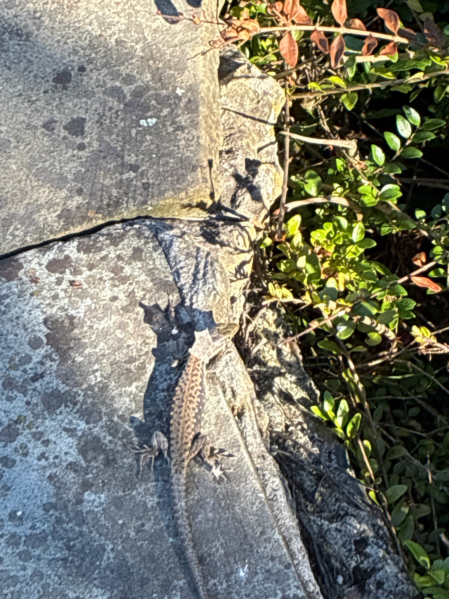 A lizard, likely a type of rock lizard, is shown on a textured, gray stone surface. The lizard is brown with a patterned back and is positioned diagonally across the stone. To the right of the stone, there is dense green foliage with some dry, reddish leaves. The scene is lit by natural sunlight, casting shadows on the stone. The setting appears to be outdoors. There is no information in the image to suggest a specific location within Sochi, Russia.