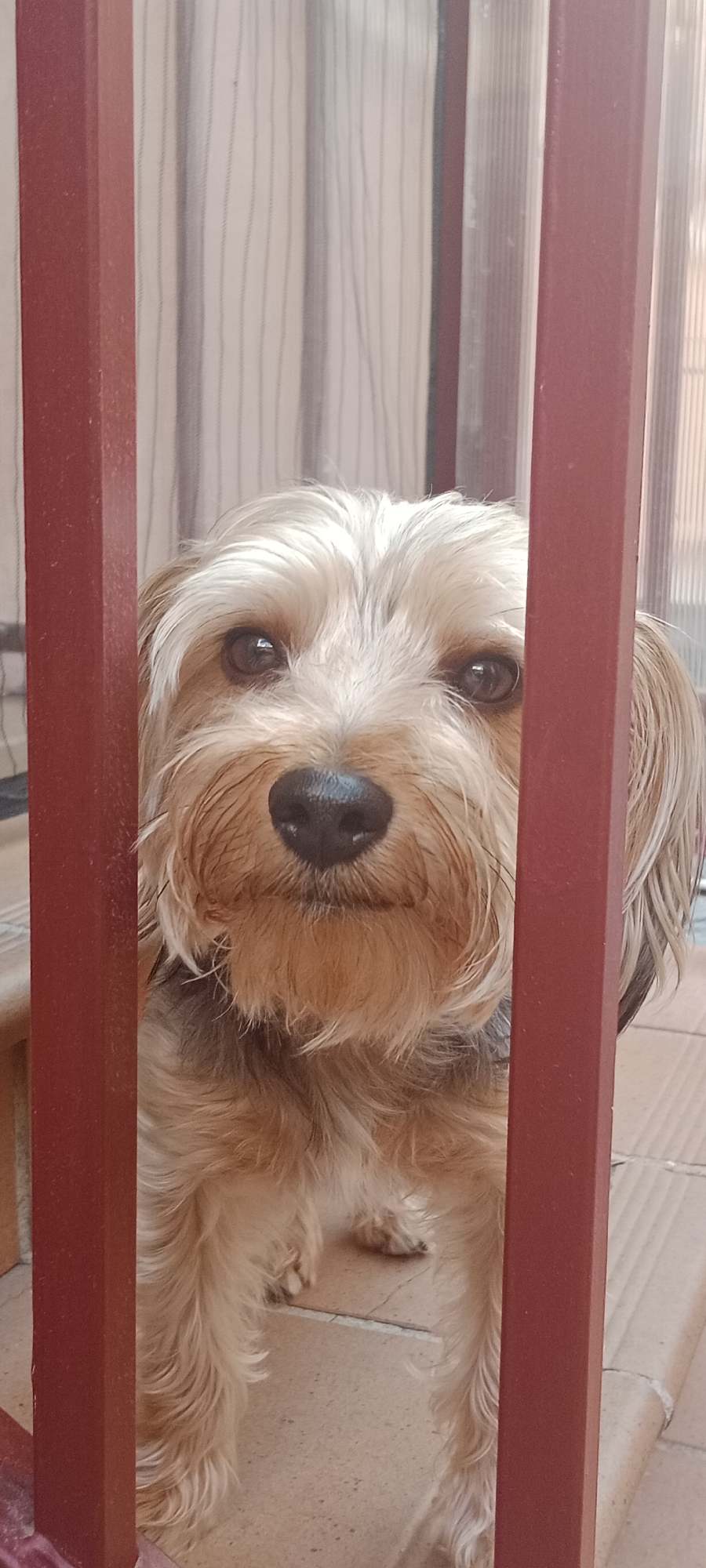 A small, tan-colored dog with shaggy fur is looking through red vertical bars. The dog's head and upper body are visible, and it appears to be on a tiled outdoor surface, possibly a patio or porch, with a pale, striped background behind it. The scene is indoors or in a sheltered outdoor area, indicated by the presence of what appears to be a window or screen in the background. The lighting suggests it is daytime. There is no identifiable context of Galapagar, Spain.