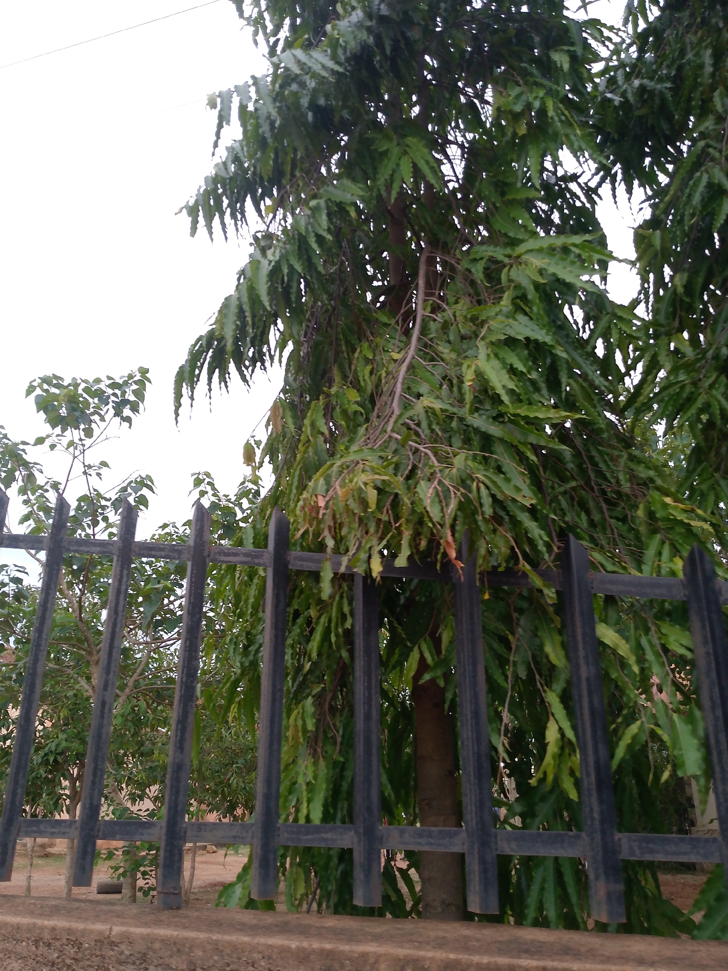 A medium shot depicts a black metal fence in front of a tree with long, drooping green leaves in Unknown, Unknown. The fence is constructed of vertical bars with horizontal supports, mounted on a low concrete wall. The tree's trunk is visible behind the fence, with its branches and leaves extending over and through the fence. To the left of the main tree, other smaller trees and foliage are partially visible through gaps in the fence. The sky above is overcast. The ground is a mix of dirt and vegetation.