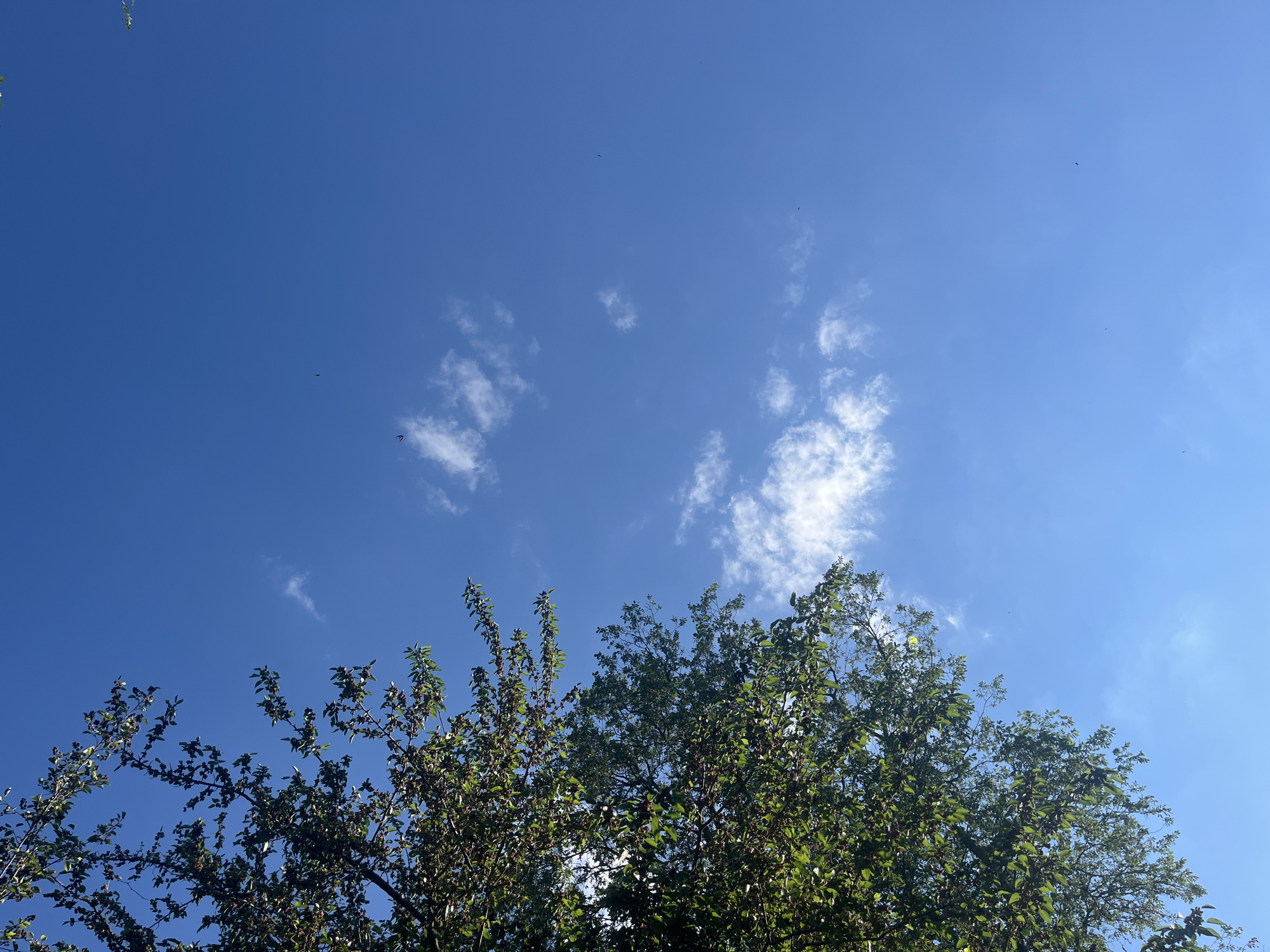 The image captures a clear, bright blue sky over Velyka Krucha, Ukraine. Scattered, wispy white clouds drift across the expanse, suggesting fair weather. The sun is high in the sky, indicating it is likely midday.
In the foreground, the lush green foliage of trees dominates the lower portion of the frame. The leaves are vibrant, and some branches are adorned with small, dark berries, hinting at late summer or early autumn. The trees reach upwards, partially obscuring the sky.
Several small, dark specks can be seen in the sky, appearing to be birds in flight. Their presence adds a touch of dynamic movement to the otherwise serene scene.
The overall impression is one of a peaceful, natural setting on a pleasant day. There is no visible text in the image.