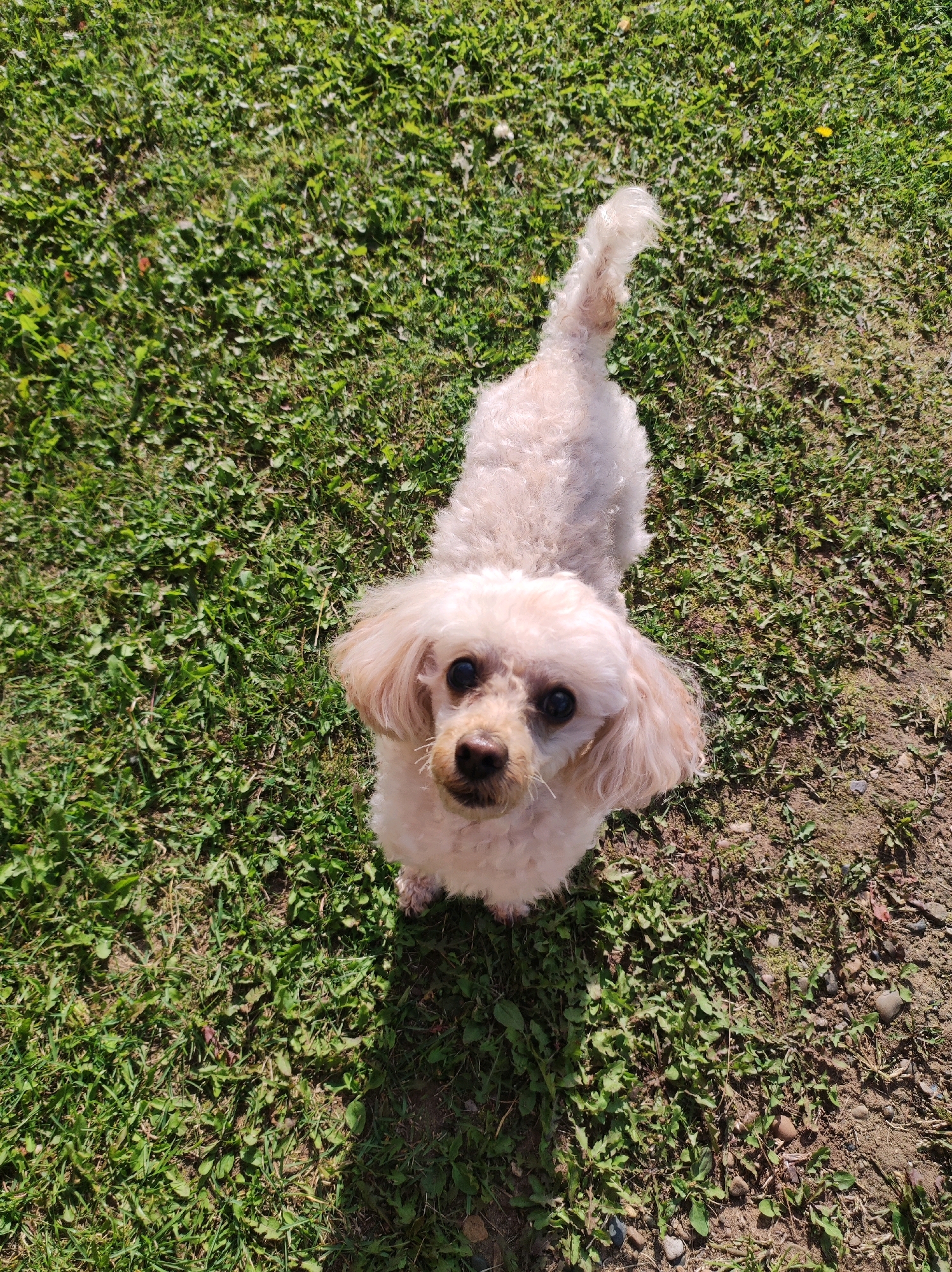 A small, light-colored poodle dog is sitting on green grass in a park. The dog is looking up at the camera with its tail curled. The dog's fur is curly and appears to be slightly matted in places. The grass is short and appears to be well-maintained. There are a few small yellow flowers visible in the grass. The sunlight is casting a shadow of the dog on the grass. The image is taken from a high-angle perspective. The background is out of focus, but it appears to be a park or other outdoor recreational area.
