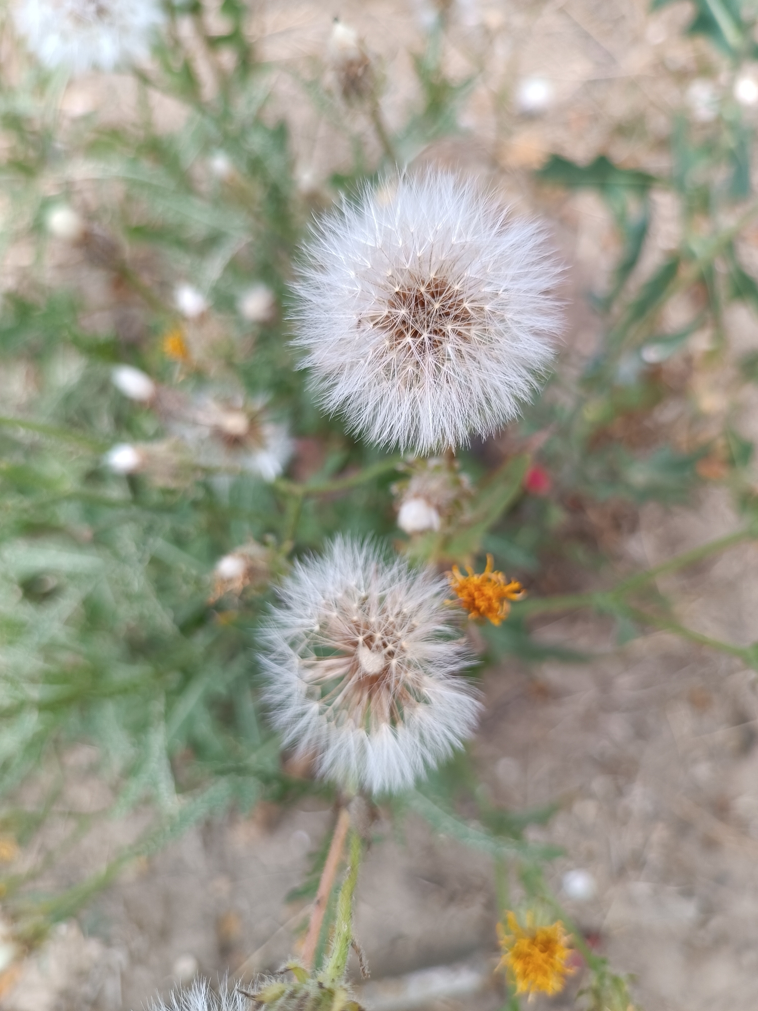 The image shows a close-up view of two dandelion seed heads against a blurred background of green foliage and sandy soil. One seed head is in the upper portion of the frame, and the other is in the lower portion. Both seed heads are fluffy and white, with visible seeds and fine hairs. There are also a few small, bright orange flowers interspersed among the green leaves and dandelion stalks. The lighting suggests an outdoor setting, possibly during daylight hours. The location is unknown.