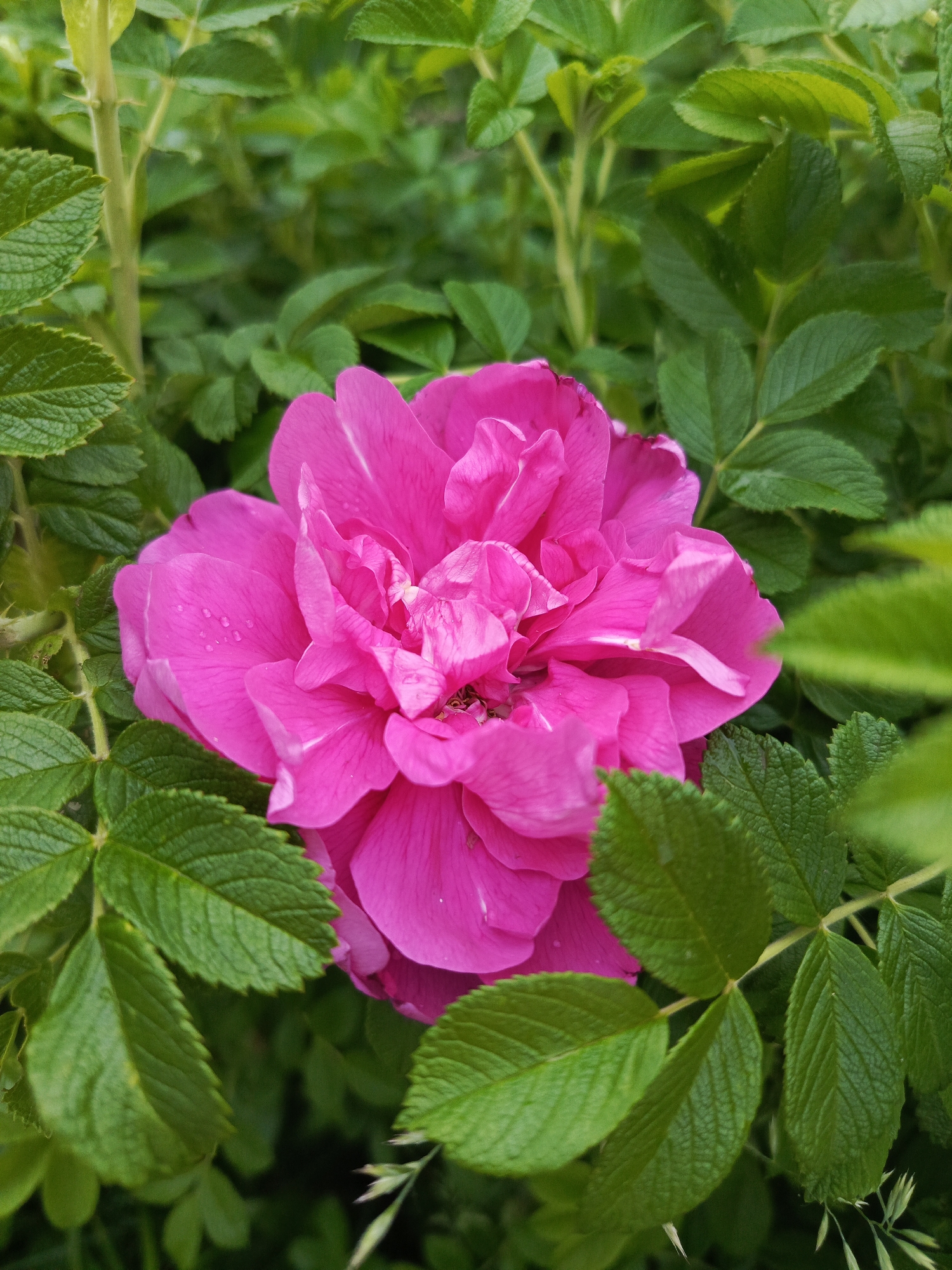 This vertical close-up image features a vibrant fuchsia-pink rose, likely a Rugosa variety, prominently centered amidst a dense backdrop of green foliage. The multi-petaled flower displays a rich, deep magenta hue, with several small water droplets visible on its petals, suggesting recent rain or morning dew.
The rose is surrounded and framed by numerous green leaves, which vary in shade from bright lime green to a darker forest green. These leaves exhibit a distinctive textured, slightly wrinkled surface and serrated edges, characteristic of rose bushes. Some green stems are also visible, particularly in the upper left portion of the image, intertwining with the leaves.
The lighting appears to be natural daylight, evenly illuminating the scene without harsh shadows. The overall impression is one of natural beauty and freshness. There are no people or any specific activities taking place. No text is visible in the image. The setting is an outdoor natural environment, such as a garden or roadside bush, located in Chaikovsky, Russia.
