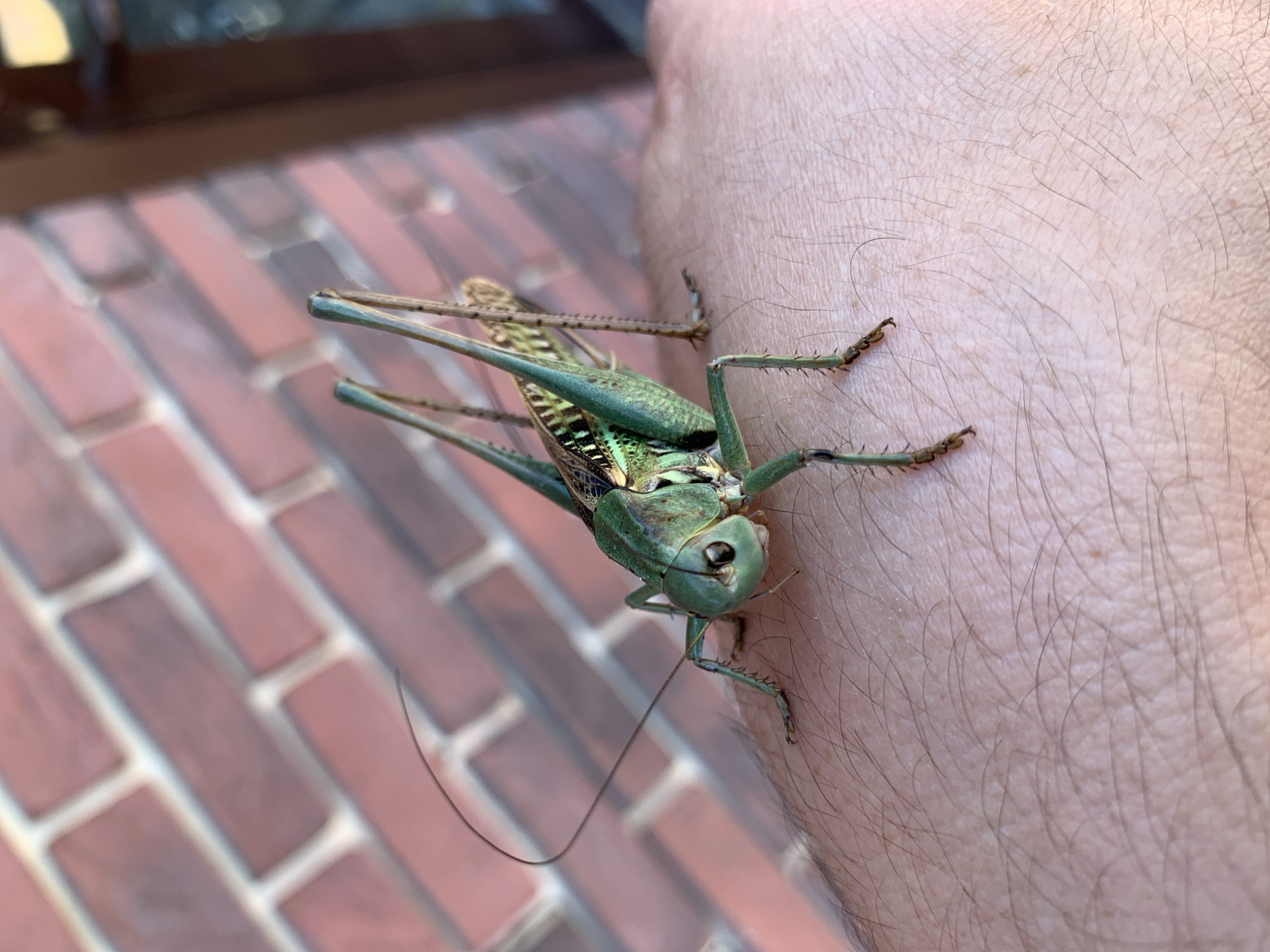An up-close, eye-level shot shows a large green katydid resting on a person's arm. The katydid's body is predominantly green, with intricate patterns of lighter green and brown on its wings and legs. Its long, thin antennae curve gracefully away from its head. The person's arm is covered in light hair and skin. In the background, a red brick wall is visible, with visible mortar lines between the bricks. The scene appears to be outdoors, possibly in a backyard or garden setting in Kropotkin, Russia, given the commonality of brick walls and the presence of insects in such environments.