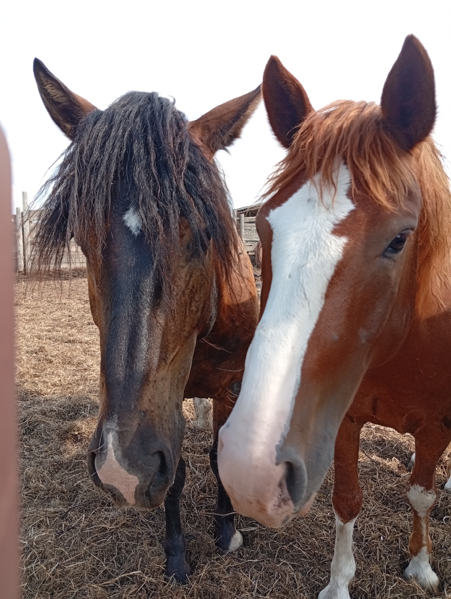 Two horses stand side-by-side in an outdoor enclosure, possibly a farm or stable, in Ильинка, Russia. The horse on the left is a dark brown with a shaggy, dark mane and a diamond-shaped white marking on its forehead. Its muzzle is lighter brown with a white patch on its chin. The horse on the right is a lighter chestnut brown with a white blaze running down its face. Its mane is lighter and appears more reddish-brown. Both horses are facing forward, with their heads close together. They are standing on a ground covered with dry straw or hay. In the background, a wooden fence and a simple structure, possibly a shed or barn, are visible. The sky above is bright and appears overcast or washed out. The lighting suggests it is daytime. There are no people visible in the image.