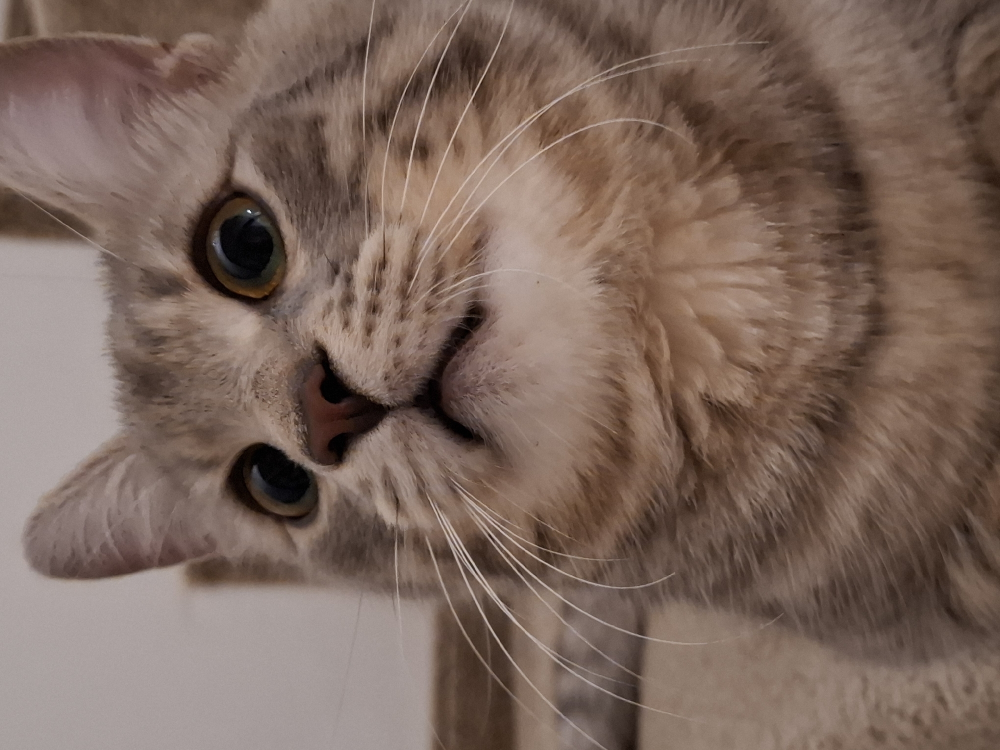 The image is a close-up portrait of a domestic cat, with its head tilted approximately 90 degrees clockwise, giving the impression it is looking down or is playfully rotated. The cat has soft, short-haired fur with a tabby pattern in shades of light brown, tan, and grey, featuring distinct stripes and subtle spots. Its large, round eyes are a striking green-amber color with widely dilated black pupils, conveying a curious or watchful expression. A small, pink nose is visible at the center of its face. Numerous long, white whiskers fan out from its muzzle. One ear is fully visible, perked up and covered in light fur, while the other is partially visible on the opposite side of its head. The background is a blurred, plain, light-colored surface, suggesting an indoor setting. There is no visible text in the image.