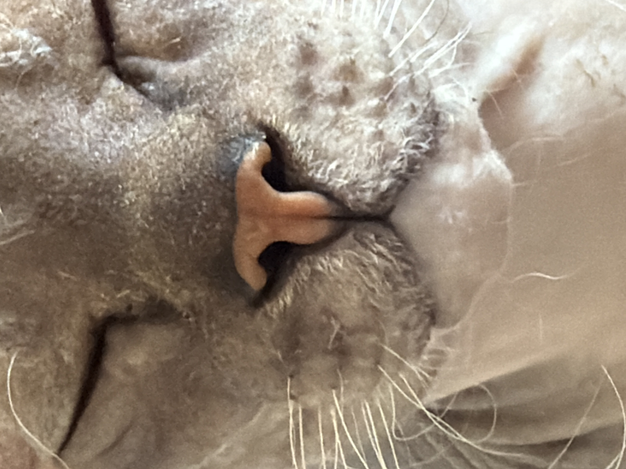 A close-up image shows the nose and whiskers of a cat. The cat has light-colored fur, and its nose is pink. The location is not evident.