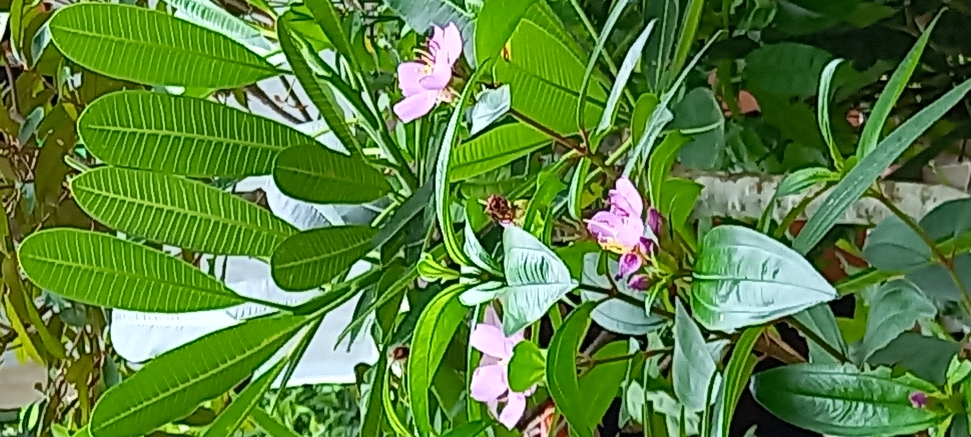 The image captures a close-up of lush green foliage and light pink flowers. The leaves have prominent veins and varying shapes. The location is identified as ตำบลเกาะพะงัน, Thailand.