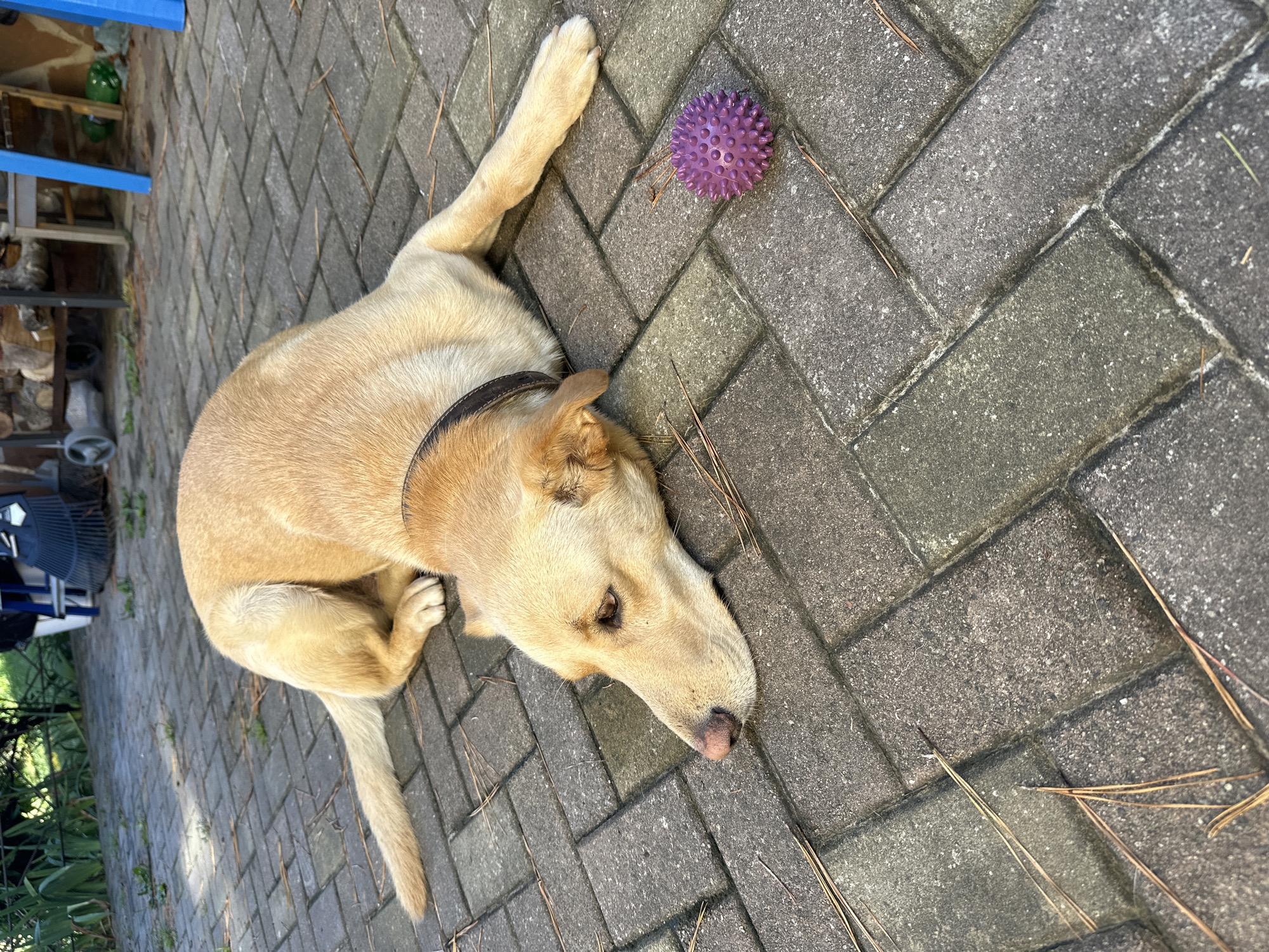 A light-colored dog with a brown collar is lying on its side on a paved patio. The dog's head is resting on the ground, and its eyes are partially closed. A small, purple, spiky ball is next to the dog's front paw. The patio is made of gray rectangular pavers, and pine needles are scattered across the surface. In the background, there is a blurry view of greenery, a stack of firewood, and some blue chairs. The scene appears to be an outdoor setting, likely a backyard or patio area. There is no indication of the location being Sochi, Russia.