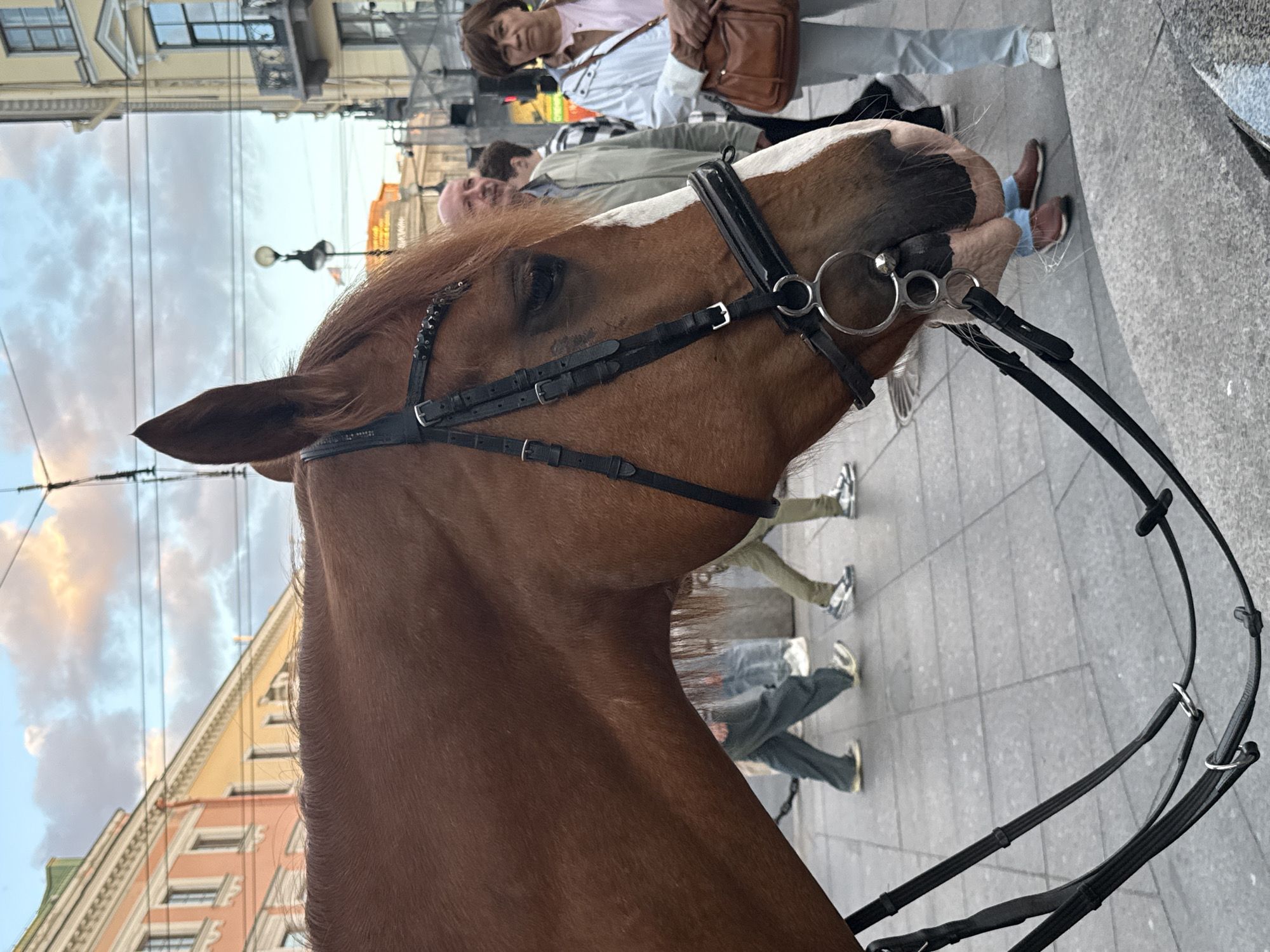 The image shows a close-up of a brown horse's head with a bridle. The horse has a white blaze on its face. In the background, several people are walking on a sidewalk. The scene appears to be an urban environment, with buildings and streetlights visible. The sky is visible in the upper part of the image, with clouds suggesting it might be late afternoon or early evening. The lighting and the colors of the buildings suggest the time of day is likely late afternoon or early evening. The overall impression is of a horse-drawn carriage ride in a city, possibly for tourists. There is no visible text in the image. The location is identified as Saint Petersburg, Russia.