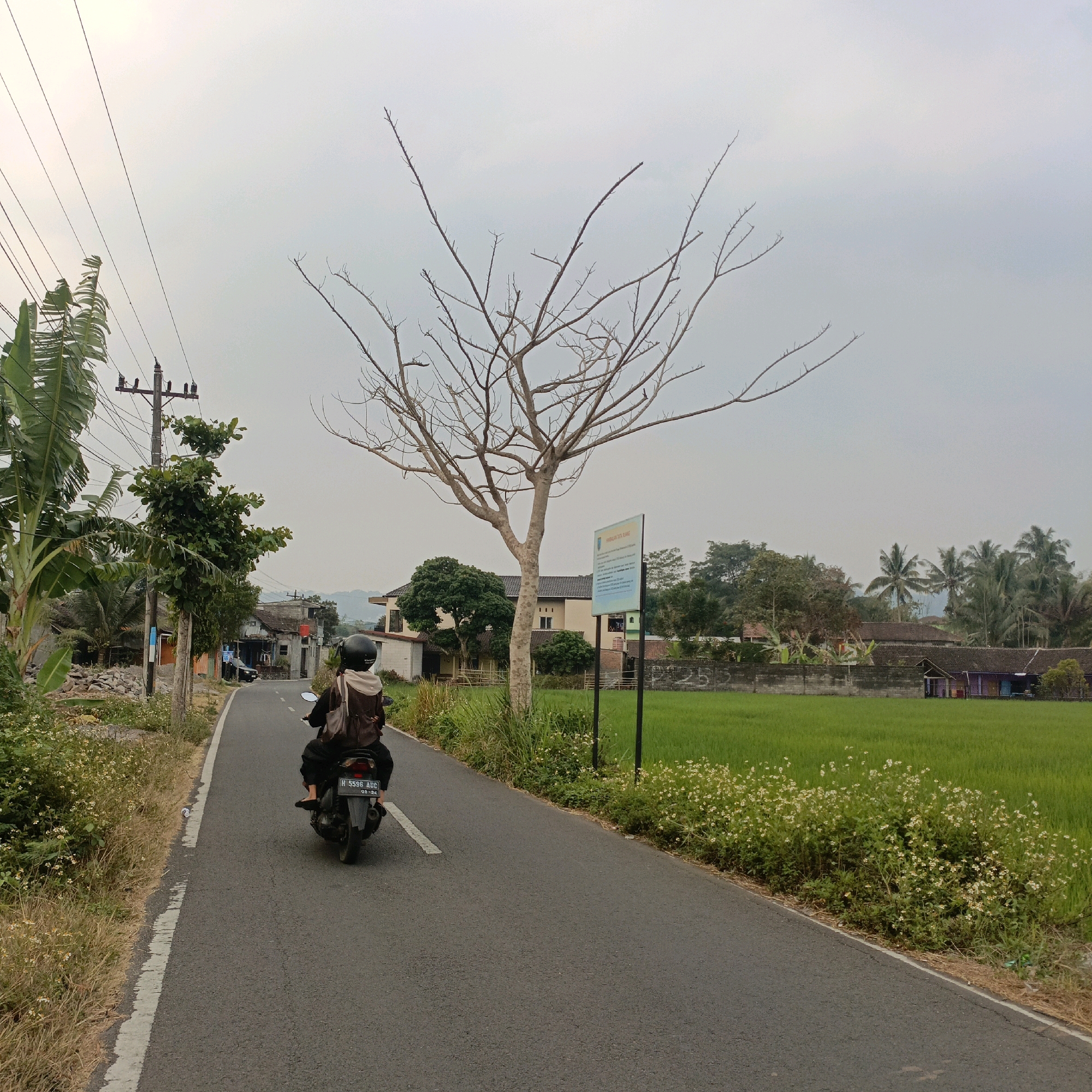 A person rides a motorcycle down a paved road in Salatiga, Indonesia. The rider is wearing a helmet and a backpack. The road is lined with vegetation, including a large, leafless tree on the right side of the image and a rice paddy field beyond that. In the background, there are houses and a power pole. The sky is overcast.
