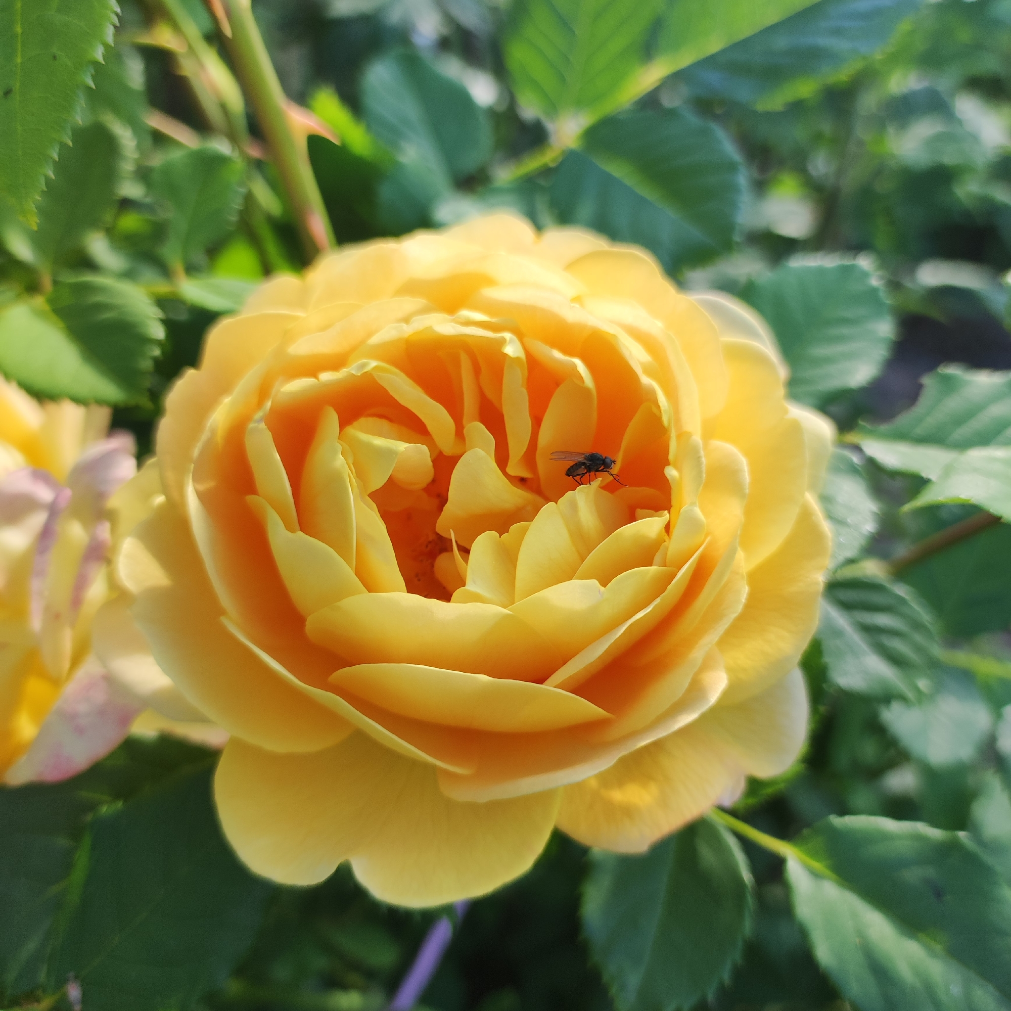 A close-up shot showcases a vibrant yellow rose in full bloom, its petals layered and ruffled, revealing the delicate inner curves. The sunlight highlights the texture of the petals, casting soft shadows and illuminating the warm, golden hues. Nestled within the center of the rose, a small, dark fly with visible wings and legs is perched on one of the inner petals, adding a touch of unexpected life to the floral scene.
Surrounding the rose, lush green foliage forms a natural backdrop. Some leaves are sharply defined, while others blur into a soft bokeh, suggesting a garden setting. The stems of the rose are visible, some with sharp thorns adding a tactile detail to the otherwise soft and gentle image. In the background, hints of other yellow and pale pink flowers can be seen, out of focus, indicating the presence of more blooms in the vicinity.
The lighting suggests a bright, sunny day, likely during the morning or afternoon, with the sun casting warm tones. The overall mood is one of natural beauty and tranquility, capturing a fleeting moment in a garden. There is no visible text in the image. The scene is set in Navoloki, Russia.