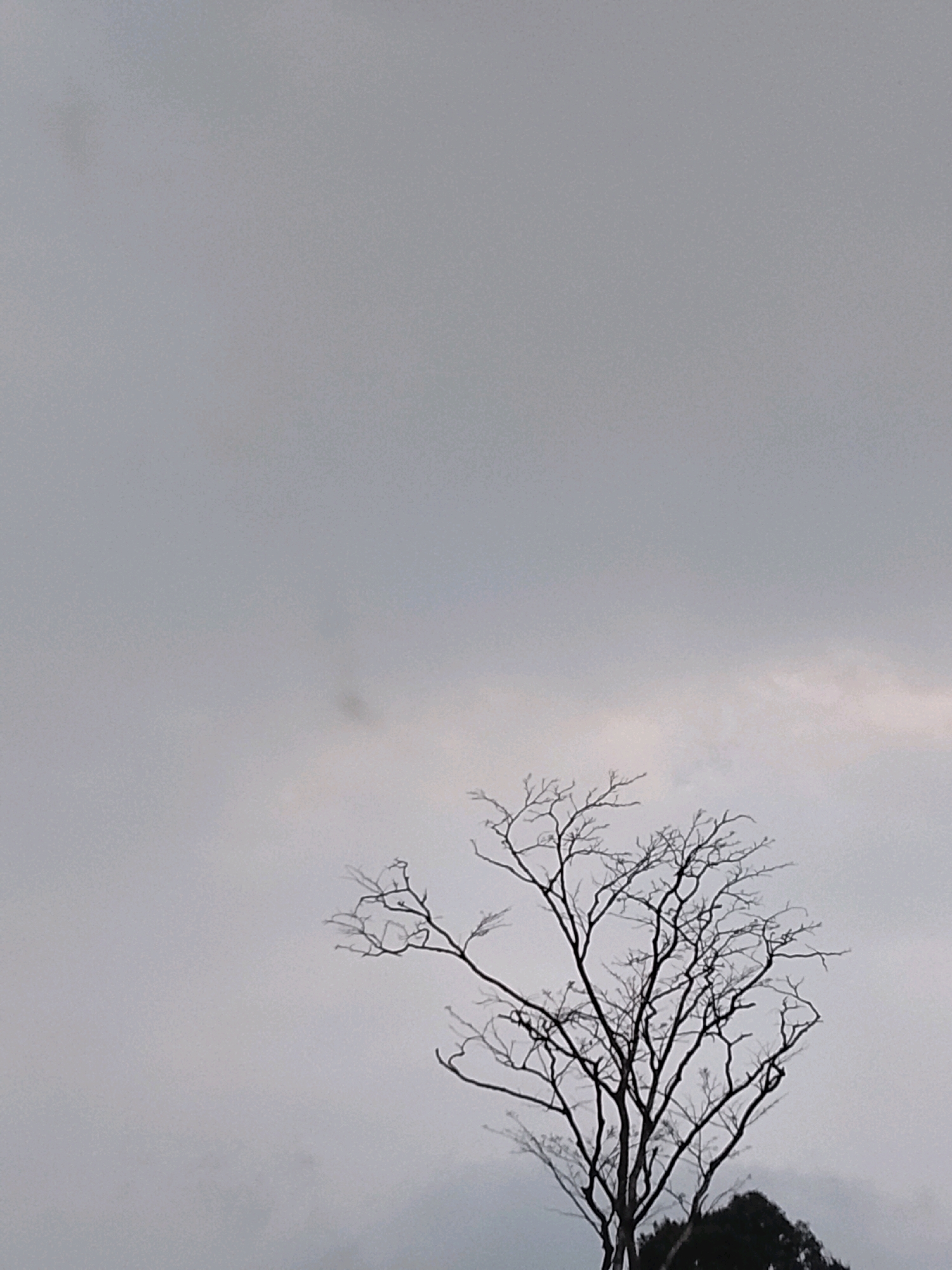 In Padang Dalom, Indonesia, a lone, bare tree with intricate branches stands silhouetted against a vast, overcast sky. The tree's dark, leafless form occupies the lower right portion of the frame, its skeletal structure reaching upwards. The sky is a uniform, muted gray, with subtle variations in tone suggesting a cloudy or hazy atmosphere. The background is devoid of any discernible structures or other natural elements, emphasizing the starkness of the single tree. A small patch of dark green foliage is visible at the very bottom of the image, peeking out from beneath the tree.