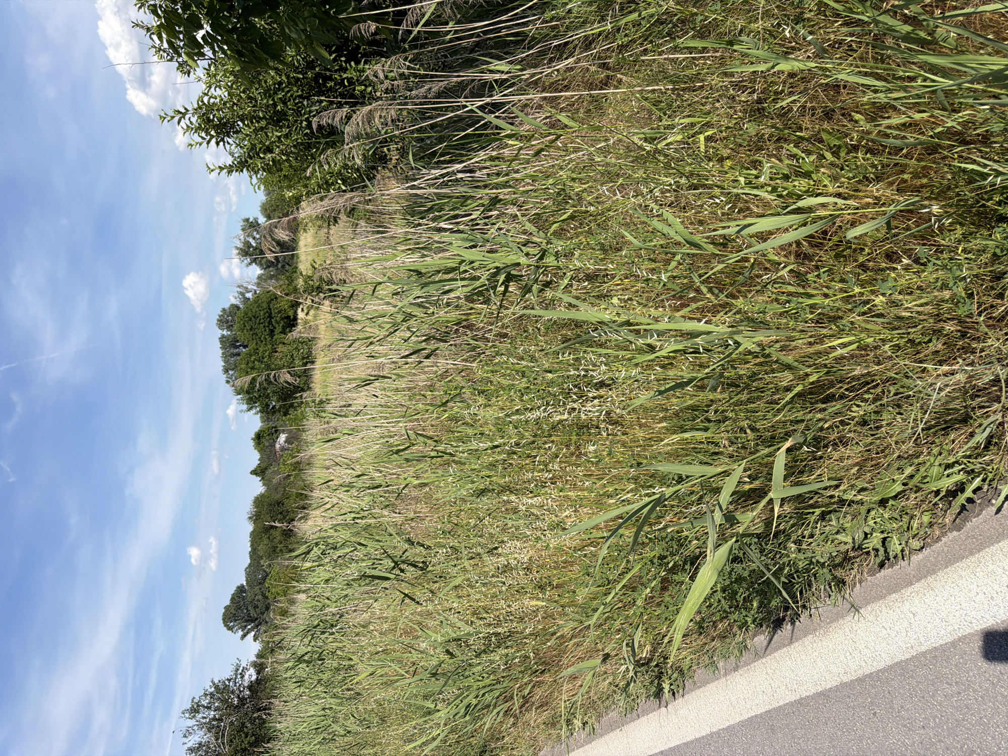 A roadside view of tall, dry reeds and green vegetation stretches across the frame under a partly cloudy blue sky. The foreground shows a section of asphalt road with a white line marking the edge, adjacent to the overgrown field. In the background, a line of trees and some distant structures suggest a rural or suburban environment. The image appears to be taken in Kadievo, Bulgaria, based on the provided context. There are no people or animals visible in the scene. The overall impression is a natural landscape bordering a man-made road on a sunny day.