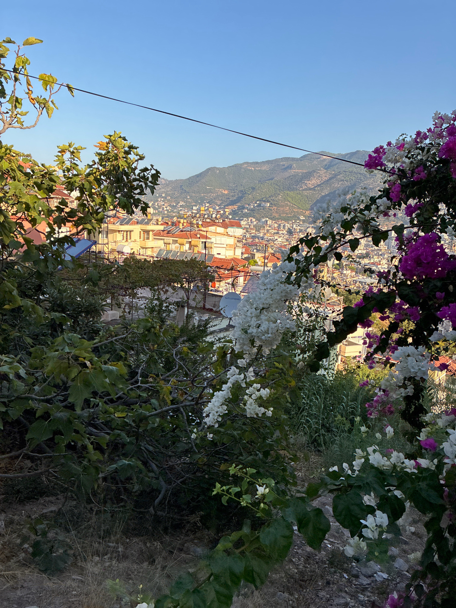 The image captures a hillside view of Alanya, Turkey, showcasing a dense urban landscape interspersed with lush greenery. In the foreground, bougainvillea flowers in vibrant shades of white and purple cascade down, framing the scene. Adjacent to the flowers, the leaves of a fig tree, characterized by their large, distinct shapes, are prominent.
Beyond the foliage, the city of Alanya sprawls across the slopes, characterized by its dense collection of buildings. Many of these structures feature terracotta-tiled roofs, and a notable presence of solar water heaters is visible on many rooftops, indicating a common architectural feature in the region. The cityscape extends towards the background, where rolling hills form a natural backdrop. A power line stretches across the upper portion of the image, subtly bisecting the clear blue sky. The overall impression is one of a sun-drenched, Mediterranean town nestled within a picturesque natural setting.