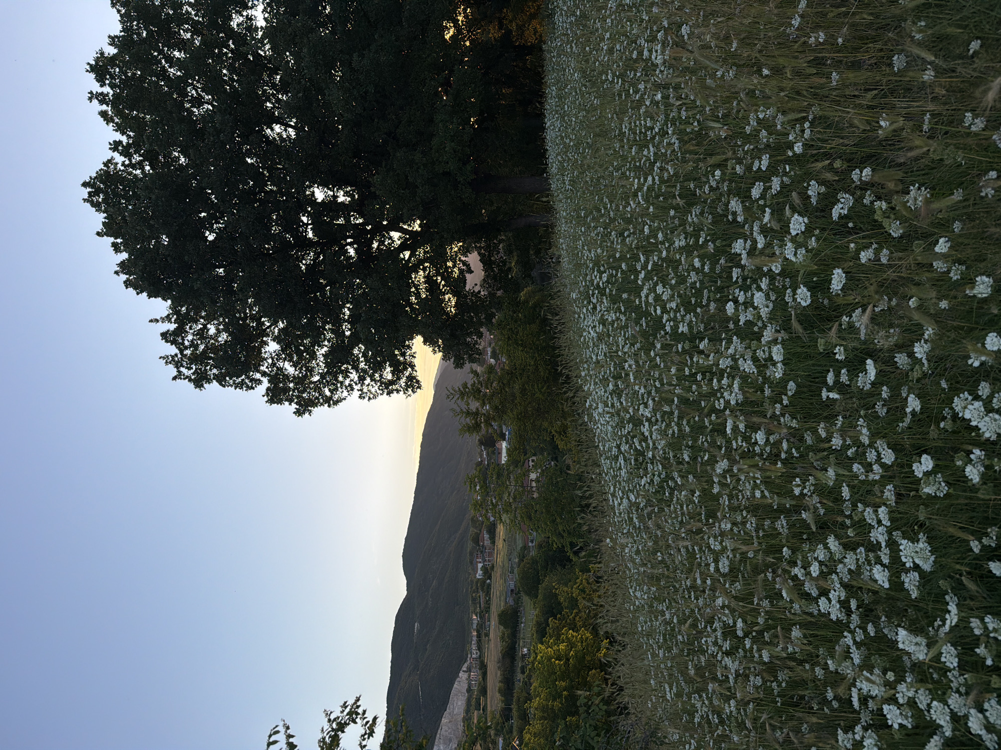The image captures a tranquil evening landscape with a vast field of white wildflowers in the foreground. In the mid-ground, a cluster of trees stands tall, partially obscuring a view of a village nestled amidst rolling hills. The hills themselves are covered in greenery and extend towards the horizon, where a soft, golden sunset paints the sky. The overall scene is one of natural beauty and peaceful rural life, likely located in or around the city of Muldava, Bulgaria.