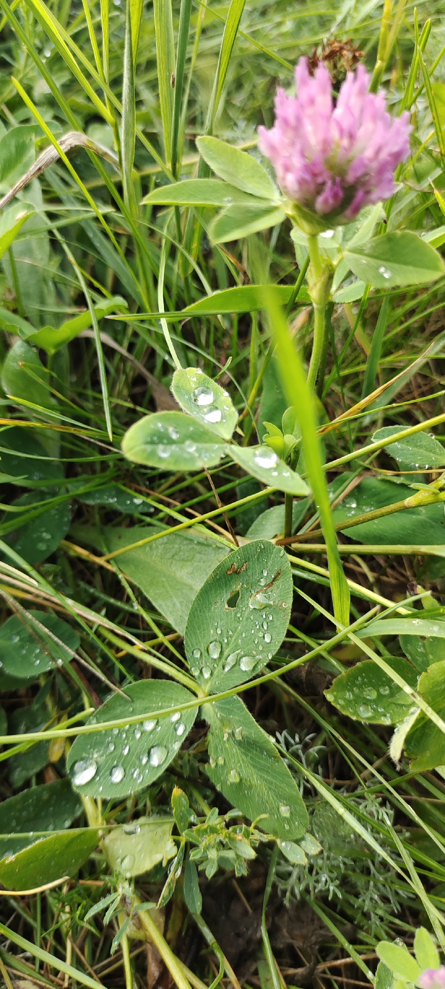 This is a close-up, vertical shot of green clover leaves with water droplets on them, nestled amongst blades of grass. In the background, a blurry pink clover flower is visible. The setting appears to be a natural outdoor environment, likely a field or meadow, possibly after rain, given the dew or water droplets. The focus is sharp on the clover leaves in the foreground, highlighting the texture and translucence of the water droplets. The lighting suggests it is daytime, with the soft focus on the flower and background indicating a shallow depth of field. There are no visible people, text, or specific event taking place, other than the natural scene of plants in a damp environment. The location context is Bogdashkino, Russia.