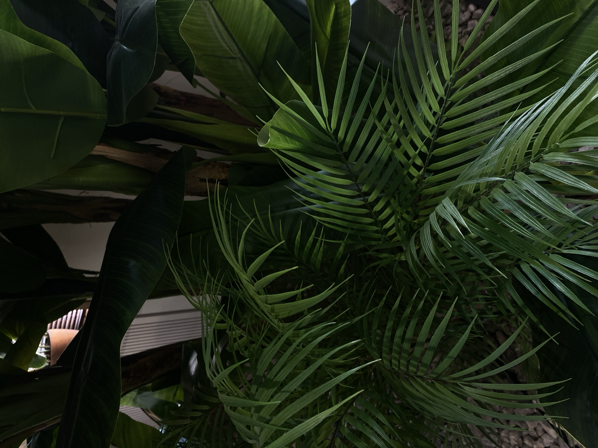 The image shows a close-up view of various indoor plants, including broad-leafed foliage and a palm-like plant with feathery leaves. The plants are densely arranged and fill most of the frame, creating a lush, green texture. The setting appears to be indoors, potentially in a private residence or business, given the presence of furniture and interior design elements visible among the plants. The lighting is dim, with shadows suggesting the image was taken in low-light conditions, possibly without direct sunlight. There are no people or explicit actions visible in the image. There is no information about the location in the city of Votkinsk, Russia.