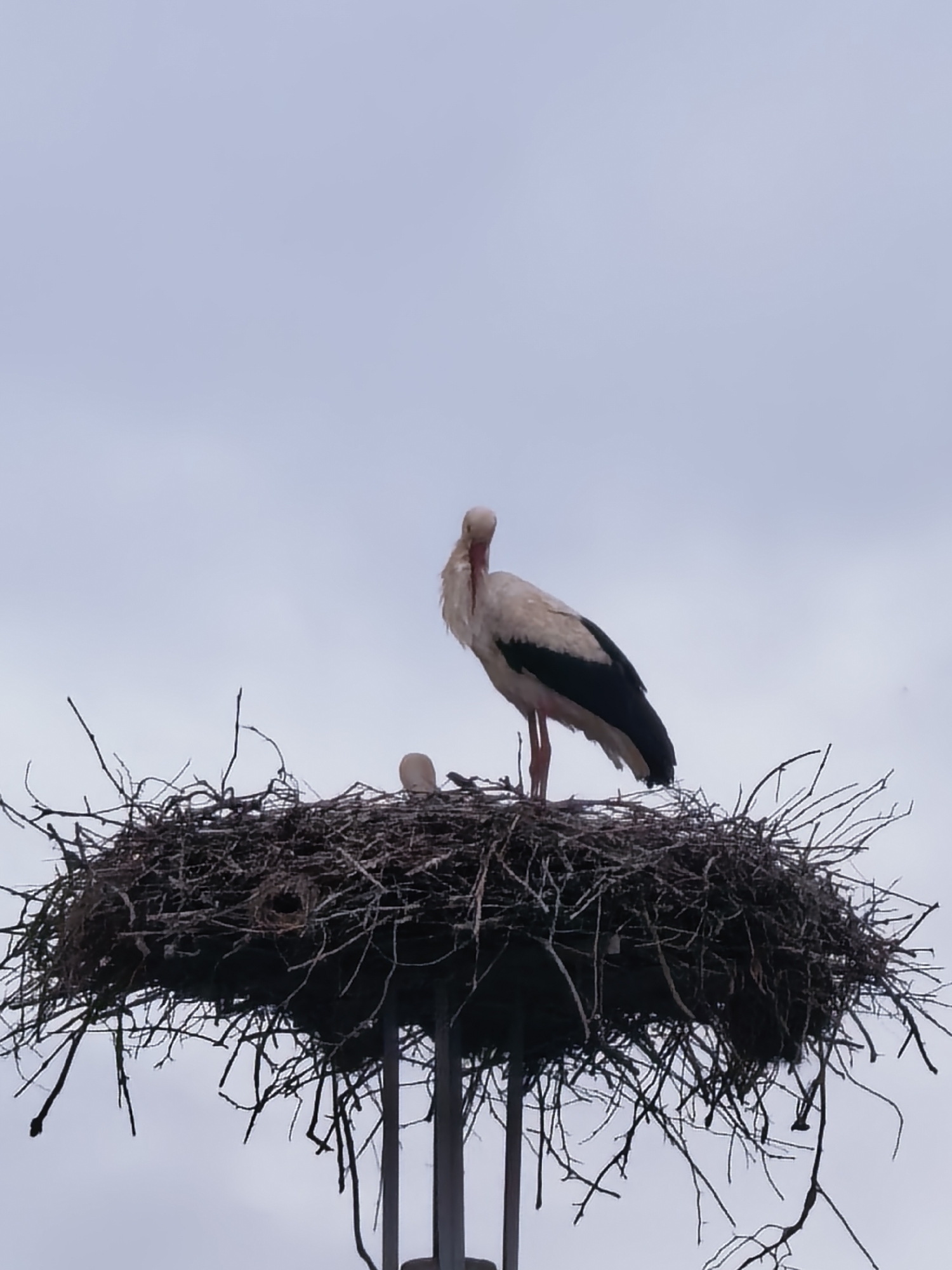 The image shows a stork standing in its nest, which is atop a metal structure in the city of Unknown, Unknown. The nest is large, constructed of sticks and branches. An egg is visible in the nest. The stork is white with black wing feathers, and it faces the viewer. The sky is overcast.