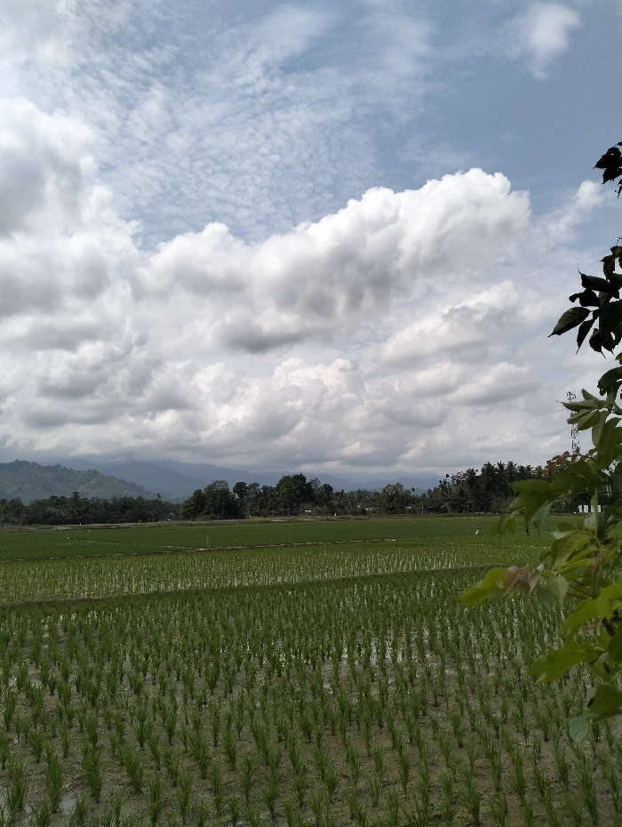 Lush green rice paddies fill the foreground, with orderly rows of young rice plants reflecting the cloudy sky above. Distant mountains and a line of trees mark the horizon. Puffy white clouds dominate the sky, creating a dramatic backdrop. Branches and leaves frame the right side of the image, adding depth and a touch of nature's embrace. The scene exudes tranquility and agricultural beauty.