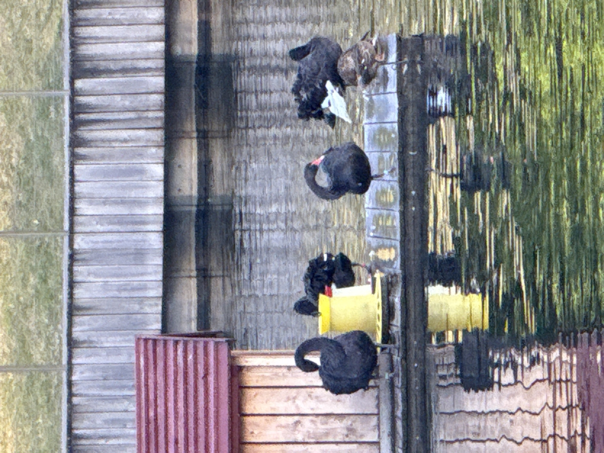 The image depicts a body of water with a wooden structure on its left and a wooden barrier in the background. A red-roofed wooden building is visible on the far left. Several black swans and one brown and white duck are present on a floating platform. One swan is to the left of a yellow cylindrical object. Another swan is to the right of the yellow object. Two more swans are further to the right on the platform, one of them appearing to interact with a white object. The duck is on the right side of the platform, facing away from the viewer. The water reflects the wooden structure, the building, and the sky. The background consists of a wooden fence and a grassy area. There are no people or any identifiable landmarks suggesting a specific location in Moscow, Russia.