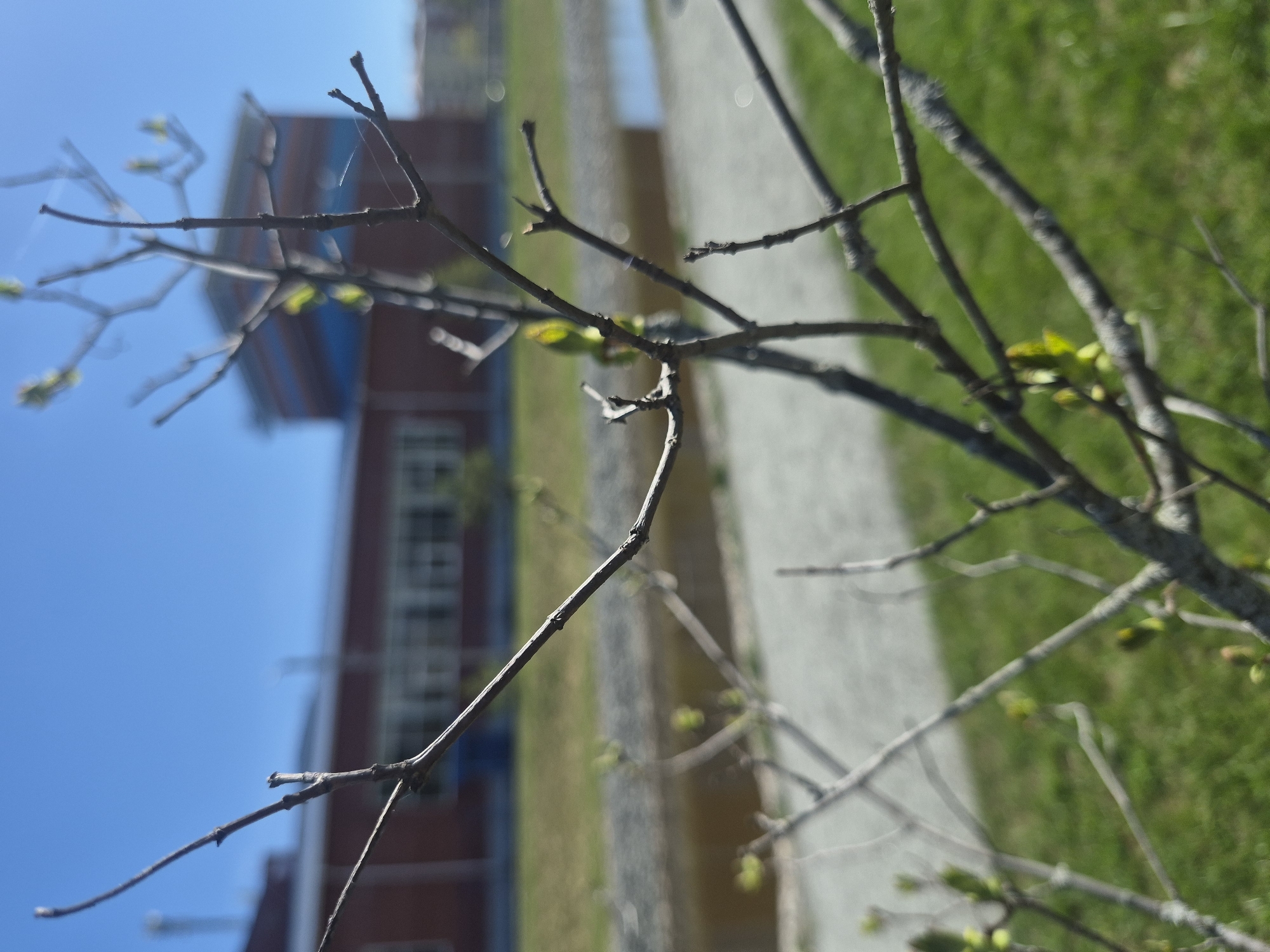A close-up, blurred photograph taken outdoors, depicts tree branches with budding leaves in the foreground. In the background, a building, possibly two stories, is visible with brickwork and windows. A paved path or walkway runs alongside the green grass. The sky is clear and blue. The location is implied to be Votkinsk, Russia, but without further information, the specific place can't be determined.