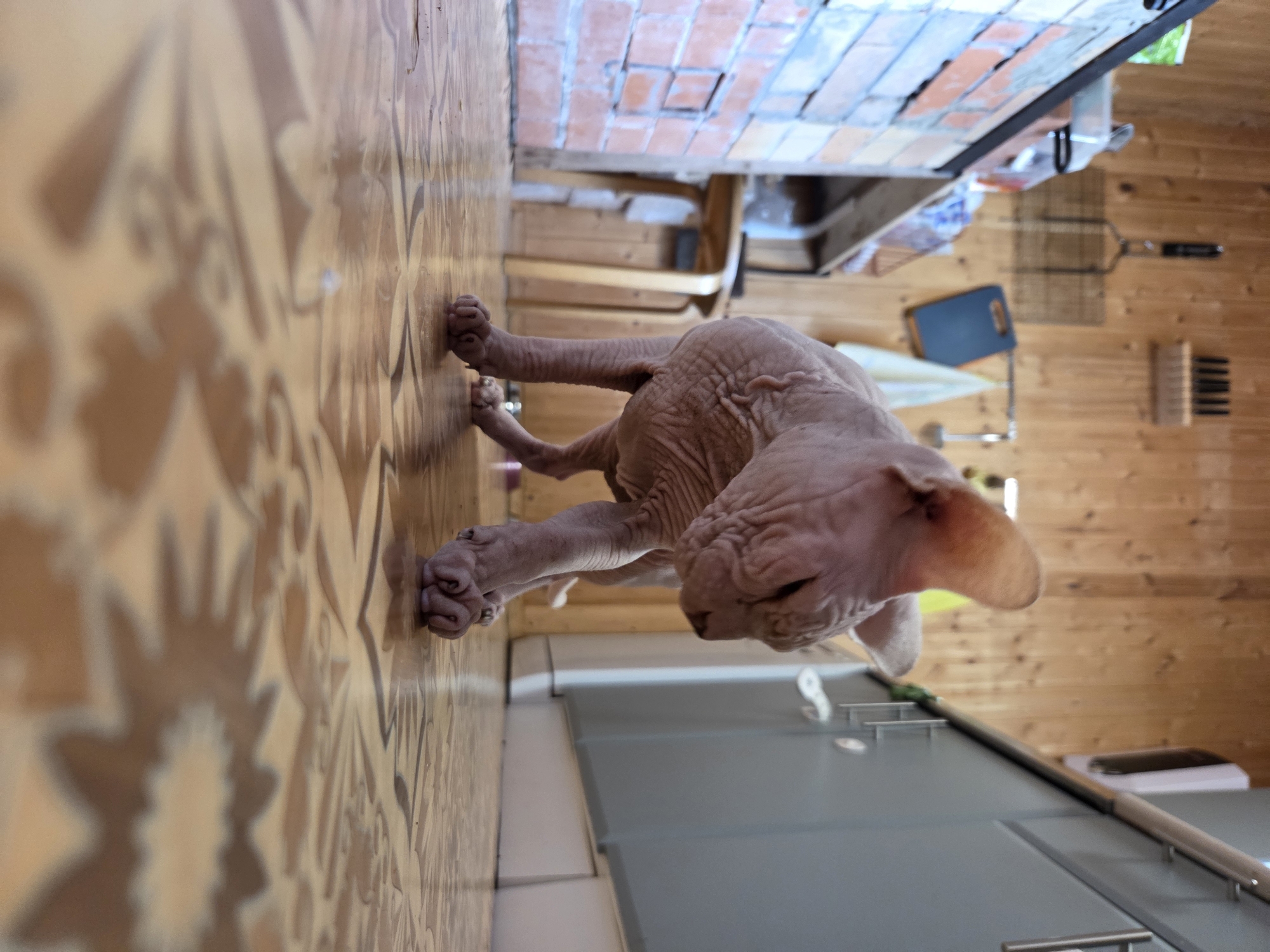 A hairless cat, possibly a Sphynx, stands on a patterned floor in what appears to be a kitchen. The cat is facing to the right of the frame, with its body angled slightly away from the viewer. Its skin is wrinkled, and its large ears are prominent. The floor is made of linoleum or tile with a decorative pattern. In the background, a wooden wall is visible, along with kitchen cabinets, a sink area, and some brickwork. There are also various kitchen utensils and appliances, including a knife block and a grill rack. The scene suggests a domestic setting. The location provided (Frolovo, Russia) is not discernible from the image itself.