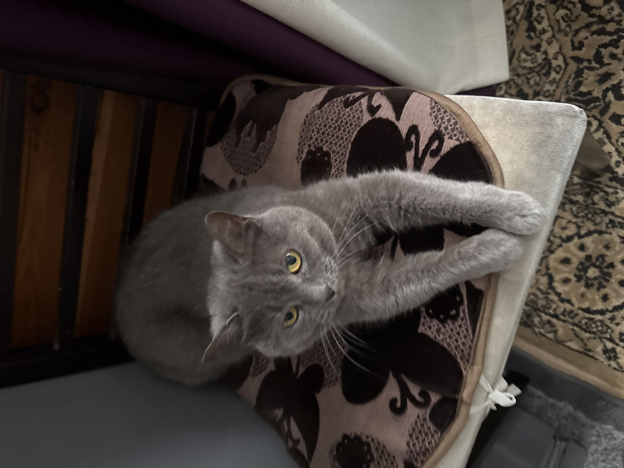 A domestic cat, appearing to be a Russian Blue or similar breed, with grey fur and yellow eyes, is resting on a patterned cushion atop a chair. The cat's front paws are extended forward. The background shows wooden slats of a chair or furniture, a purple curtain, and a patterned rug on the floor. The scene is indoors.