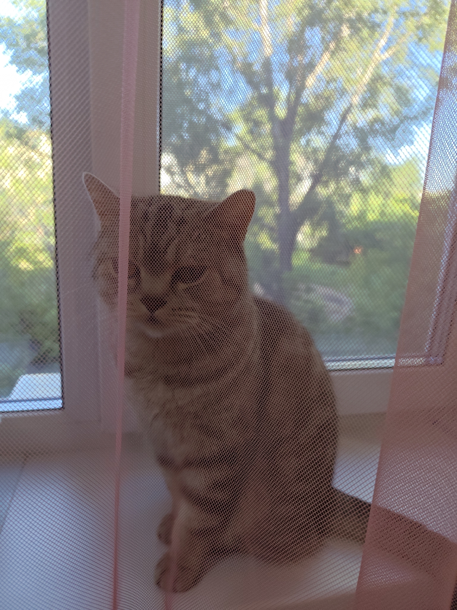 A domestic cat, primarily light brown with darker tabby markings, is seated on a windowsill. The cat is positioned in front of a window covered by a pink mesh material, which partially obscures its features. Through the window, a blurred view of green foliage and a blue sky suggests an outdoor setting, likely a residential area in Orenburg, Russia. The cat appears to be looking towards the viewer. The windowsill is white. The lighting suggests it is daytime.