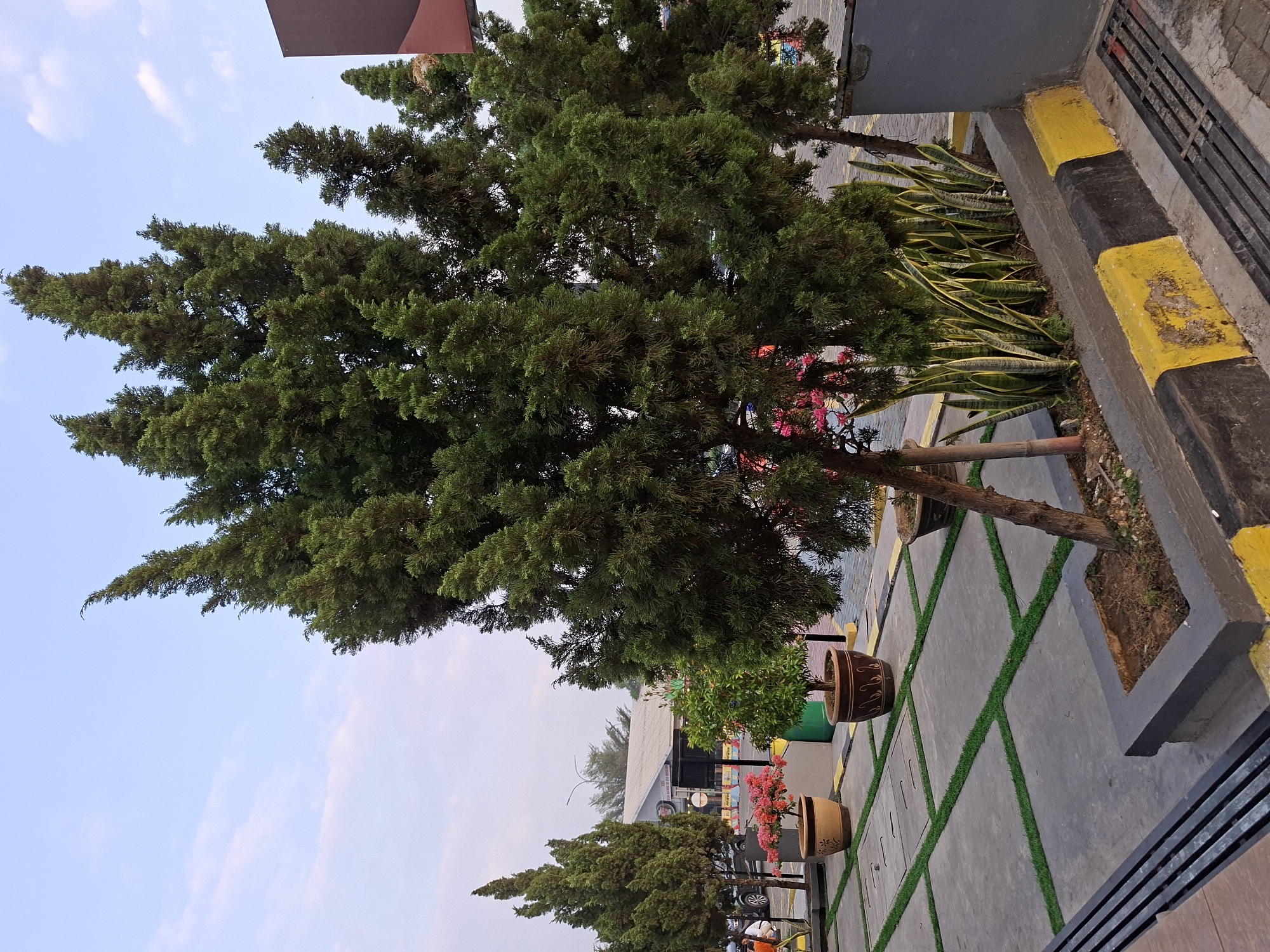 The image depicts an outdoor scene in Surawangi, Indonesia, with several coniferous trees as the primary focus. The trees are tall and have a dense, green foliage. In the foreground, there are concrete square tiles with artificial grass in between, creating a pathway. Several potted plants are strategically placed, including a large pot with pink flowers and another with a small green tree. To the right, a planter box contains snake plants. The background shows a building with a roof, parked cars, and utility poles. The sky is partly cloudy and appears to be late afternoon or early evening. The overall impression is a well-maintained public space with a blend of natural and man-made elements.