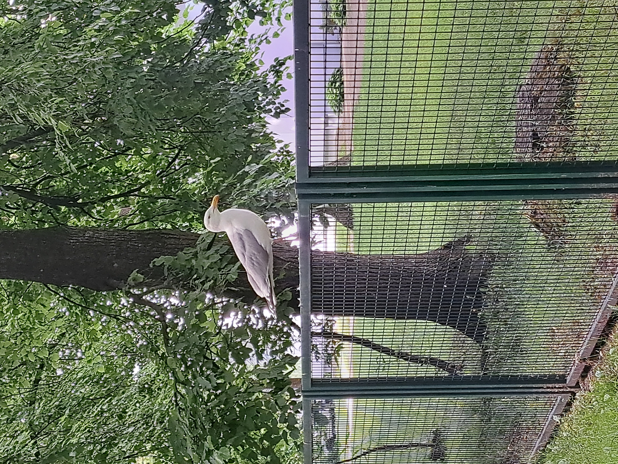 A seagull with white and gray plumage and a yellow beak is perched on top of a green metal fence. The fence is situated in front of a grassy area with a tree and lush green foliage. In the background, a building with white siding is visible, partially obscured by trees. The scene appears to be outdoors, possibly in a park or urban area. No people are present in the image. The image does not provide any specific geographical markers to determine its location within Riga, Latvia.