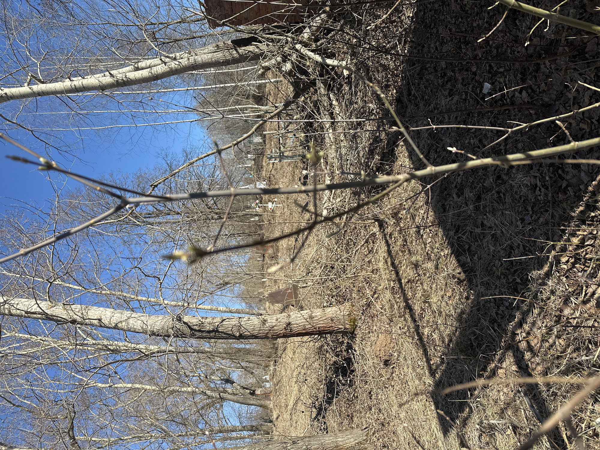 The image depicts a graveyard in Votkinsk, Russia, viewed through bare trees and branches. The graves are visible in the distance, arranged in rows. The foreground shows dead grass and dry leaves. The sky is blue. The image appears to be taken during early spring or late autumn.
