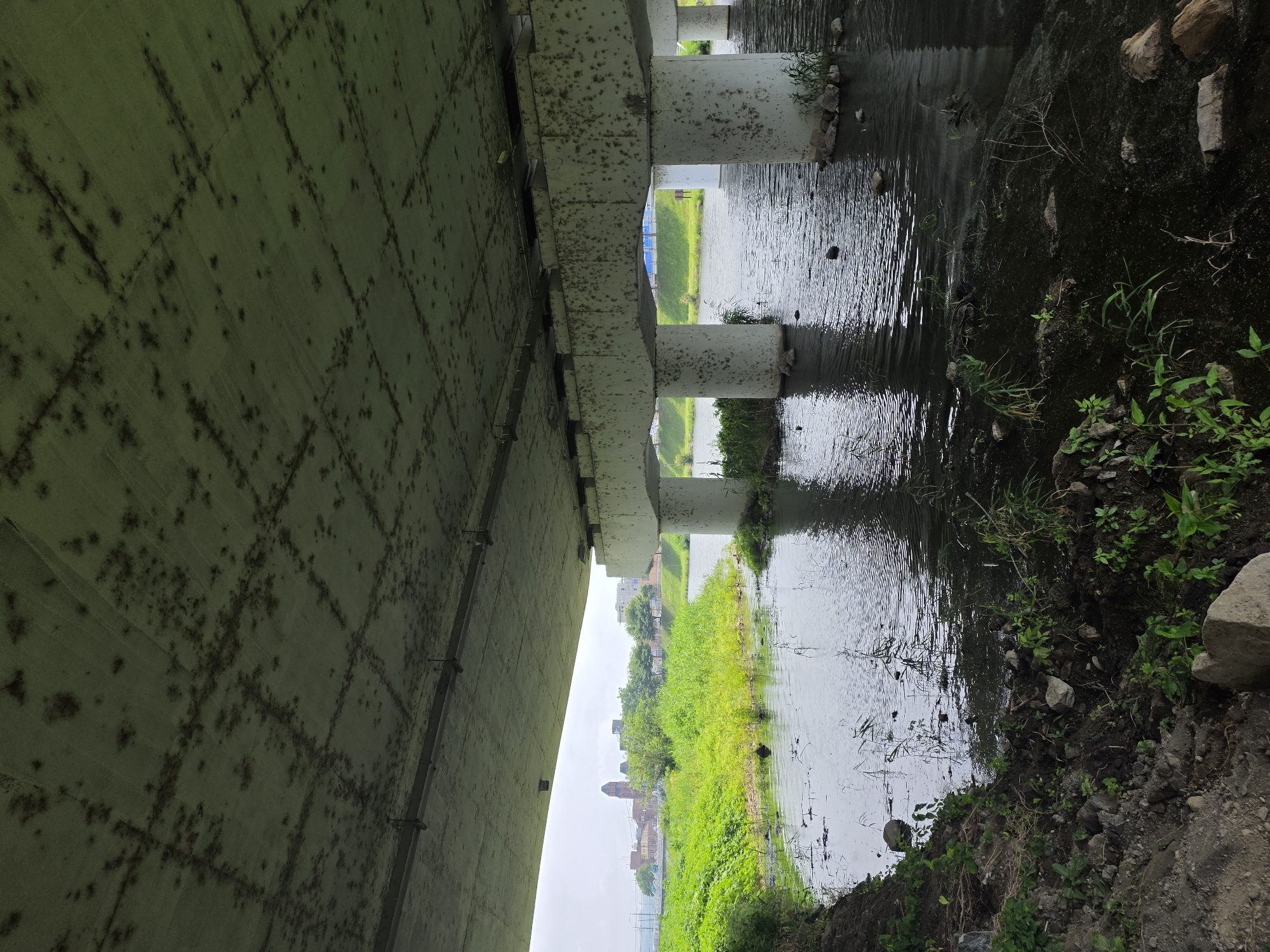 This image captures a view from beneath a concrete bridge, looking out towards a river and the cityscape of Anseong-si, South Korea. The underside of the bridge is textured with visible mold or water stains. Several large, cylindrical concrete pillars support the bridge over the water, which appears murky and somewhat stagnant, with patches of green algae or debris. The riverbank on the left is covered in dirt, rocks, and wild vegetation. In the distance, across the river and beyond a lush green area with trees, a cluster of buildings is visible, including a prominent brick structure resembling a historical tower or church. The sky is overcast, contributing to a subdued lighting environment. The scene is devoid of any people.