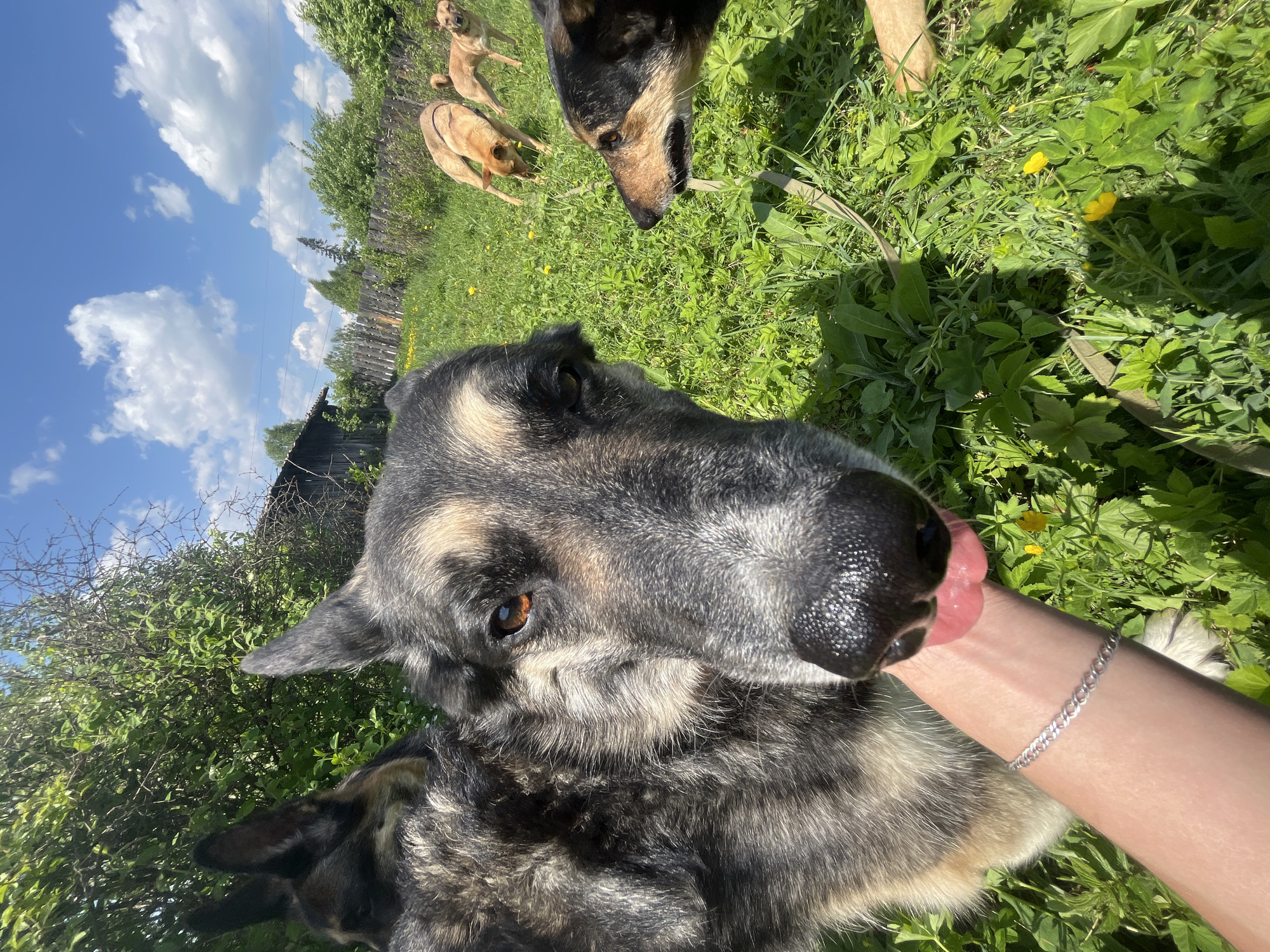 The image shows a close-up view of a dog, likely a German Shepherd mix, licking a person's arm. The person is wearing a silver bracelet. Three other dogs are partially visible in the background, running in a grassy area. The environment includes green grass, yellow wildflowers, trees, and a wooden fence under a blue sky with clouds. The location is likely a grassy area with a wooden fence, possibly on the outskirts of a residential area. It is uncertain if this image was taken in Nizhny Tagil, Russia.
