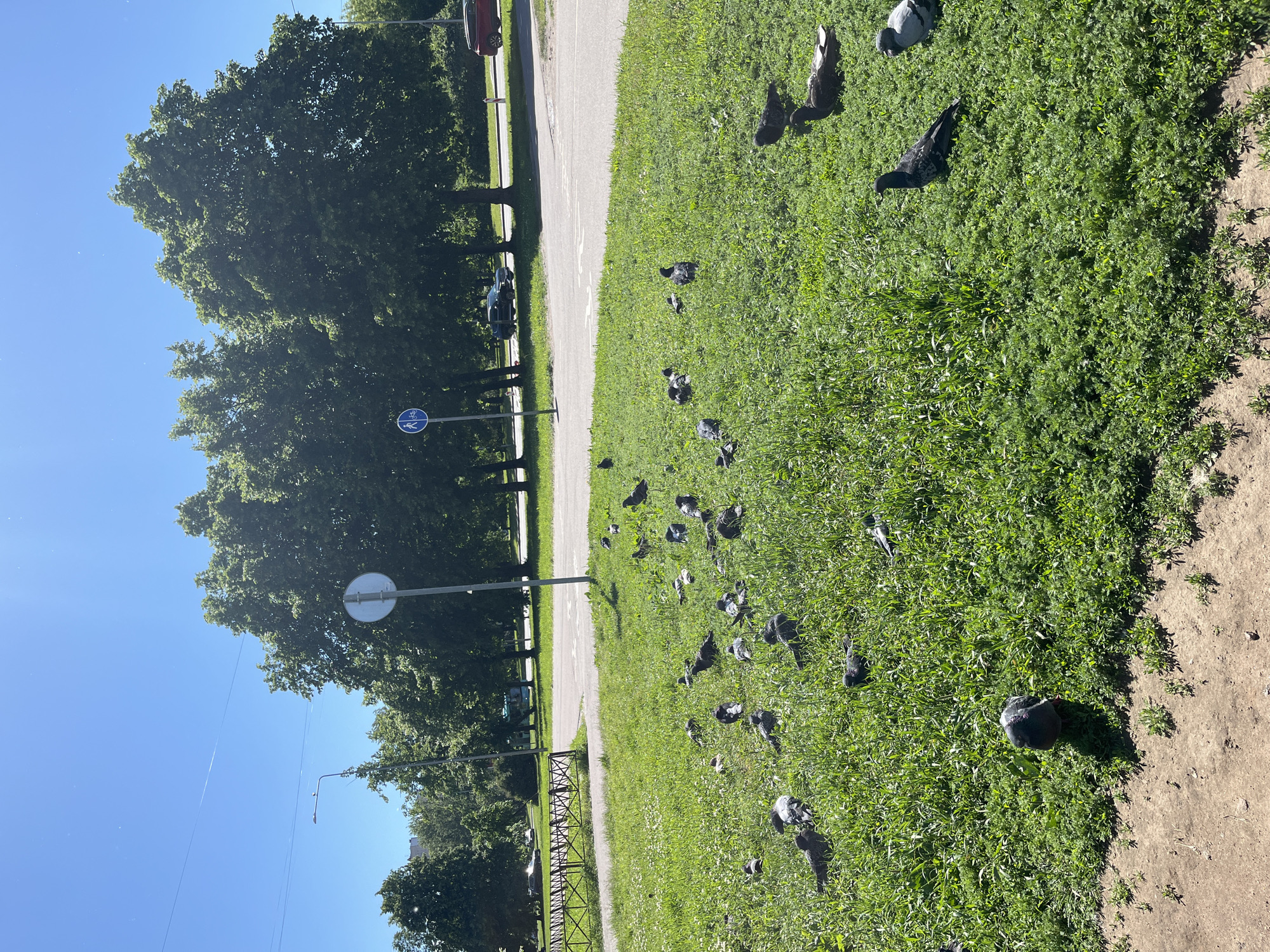 The image depicts a sunny day in Saint Petersburg, Russia, with a clear blue sky. In the foreground, a patch of vibrant green grass is dotted with numerous pigeons. Some pigeons are standing, while others are resting or pecking at the ground. A dirt path borders the grass on the left. In the mid-ground, a paved area with road markings is visible, suggesting a street or a path. Further back, a line of mature trees creates a dense green backdrop. A street lamp stands tall on the left side of the image, and two road signs are present: a circular sign with a red border and a diagonal red line, and a blue circular sign with a white bicycle and pedestrian symbol. A metal fence runs along the edge of the paved area on the left. Several cars are parked or driving on the road in the distance. The overall scene conveys a peaceful urban park or a similar public space on a bright day.