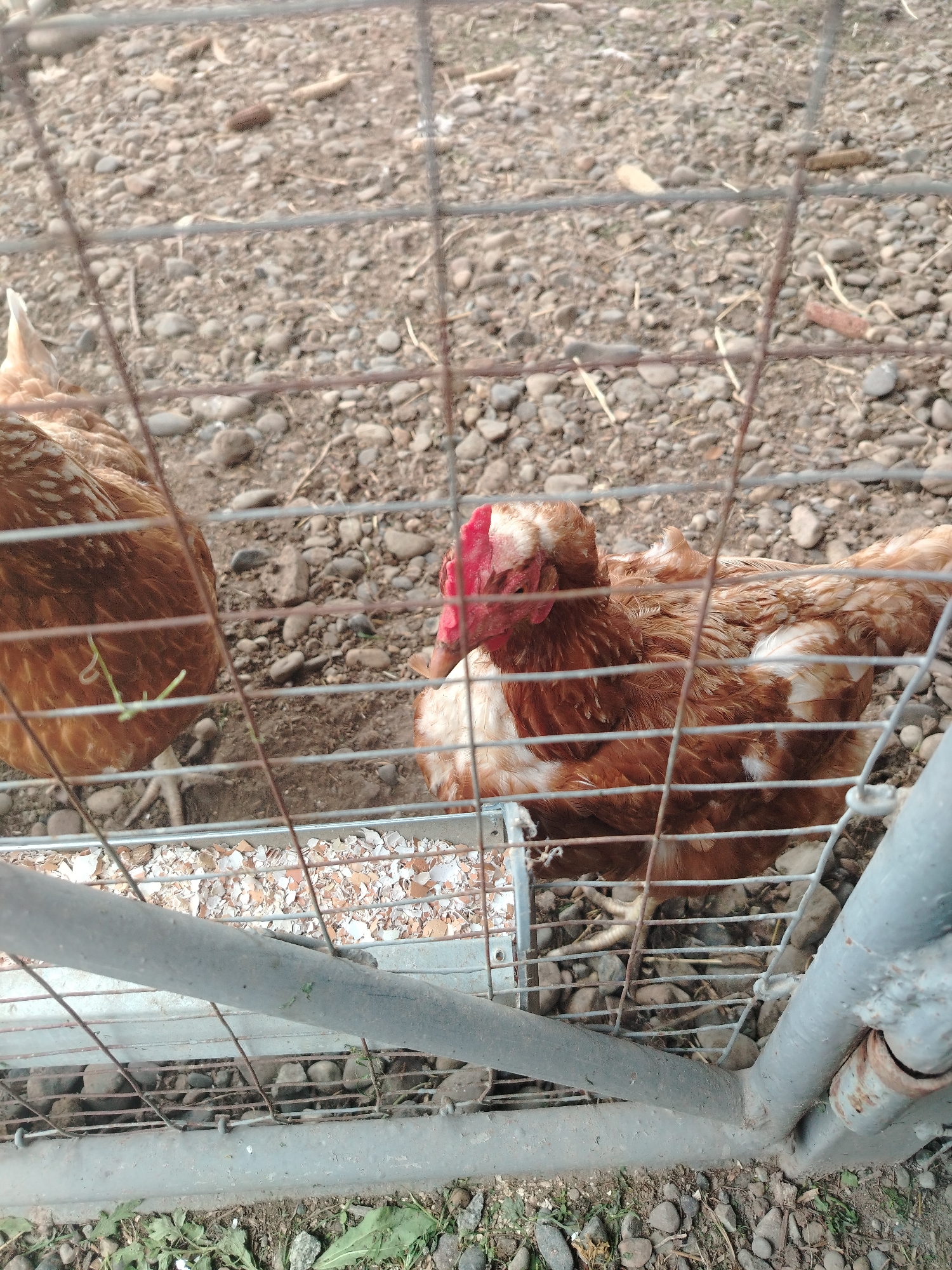 This is a medium-distance, eye-level shot of two chickens in an outdoor enclosure in Svyatogorsk, Russia. The enclosure is made of wire fencing and the ground is covered in gravel and dirt, with scattered pieces of eggshells in a feeding trough. One chicken, a reddish-brown hen, is mostly visible on the left, facing away from the camera. The second chicken, also a reddish-brown hen with some white markings, is in the center of the frame, facing the camera and eating from the trough. Its comb is red and appears slightly damaged or disheveled. The fence obscures parts of the chickens and the environment. The overall scene suggests a typical farm or backyard setting for poultry.