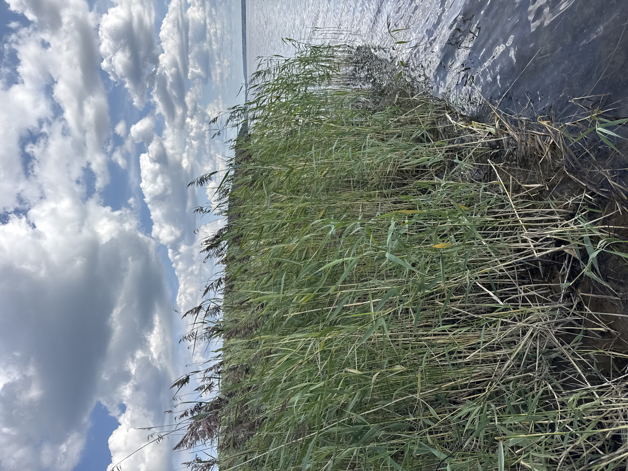 A long shot captures a dense stand of tall, green reeds growing along the edge of a dark, rippling body of water. The reeds are tightly packed, with some thinner, dried stalks interspersed among the fresh green growth. The water's surface reflects the cloudy sky, which is filled with large, puffy white clouds against a pale blue background. In the distance, the far bank of the water is visible as a faint, dark line of trees. The image is devoid of any human presence or discernible structures. The scene appears to be a natural landscape, likely a lake or riverbank, in Portovoe, Russia, given the context.